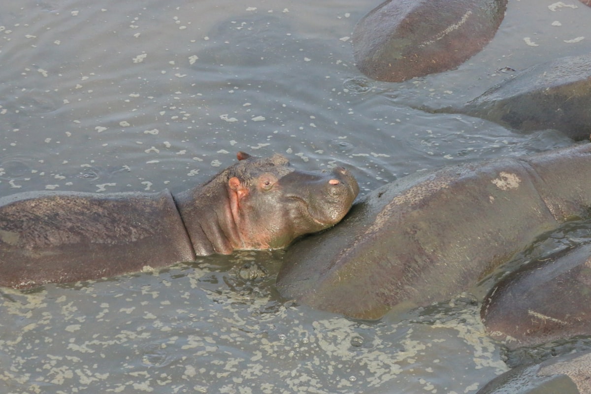 Katavi National Park
