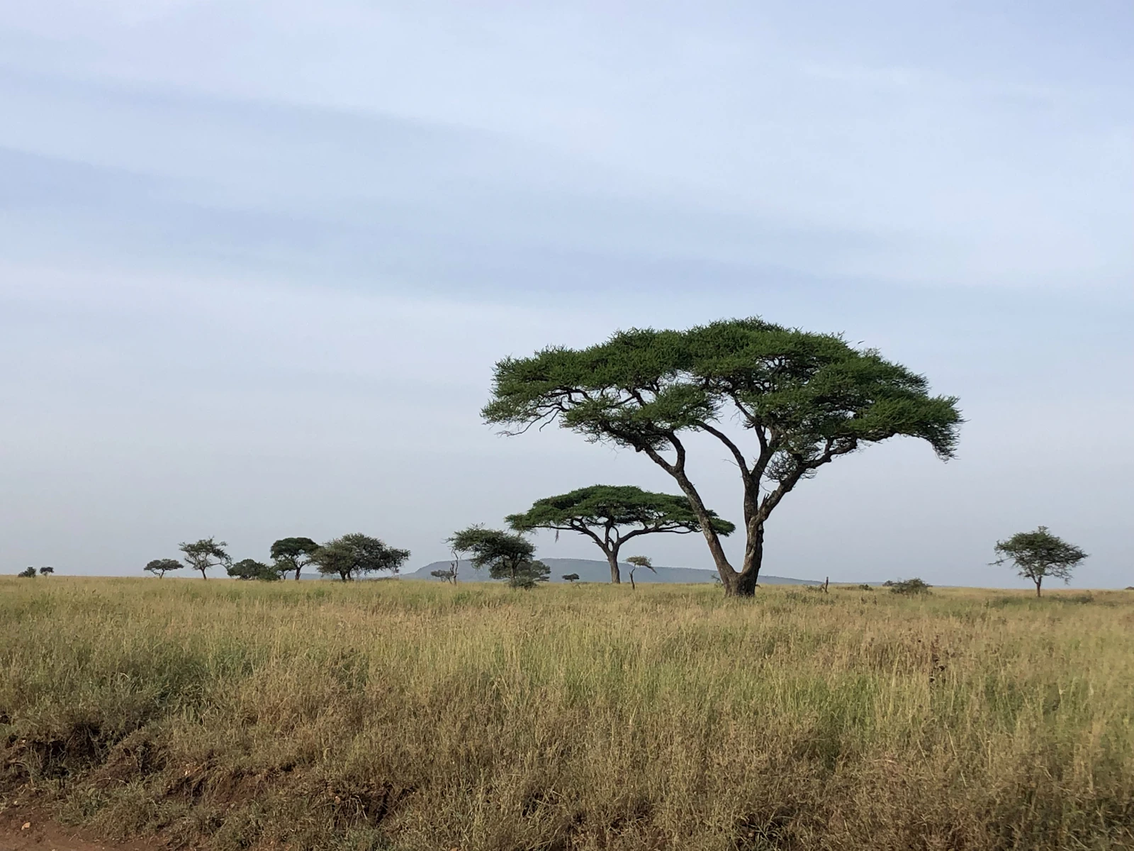 Veilscape Serengeti Camp