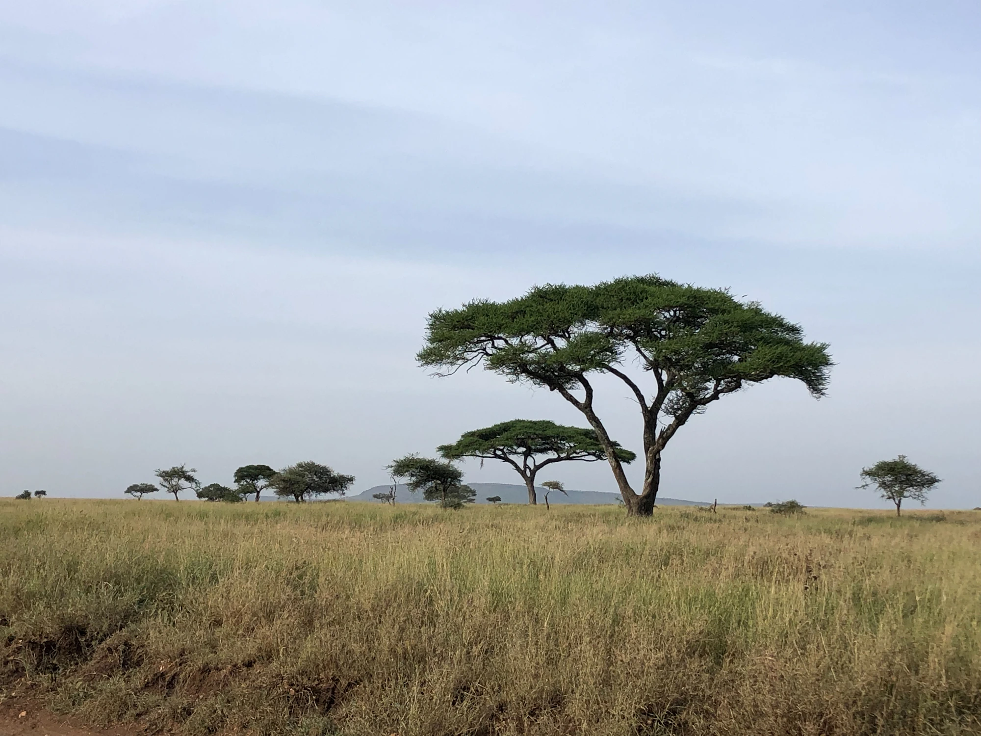 Serengeti & Ngorongoro safari landscape for private East Africa travel planning