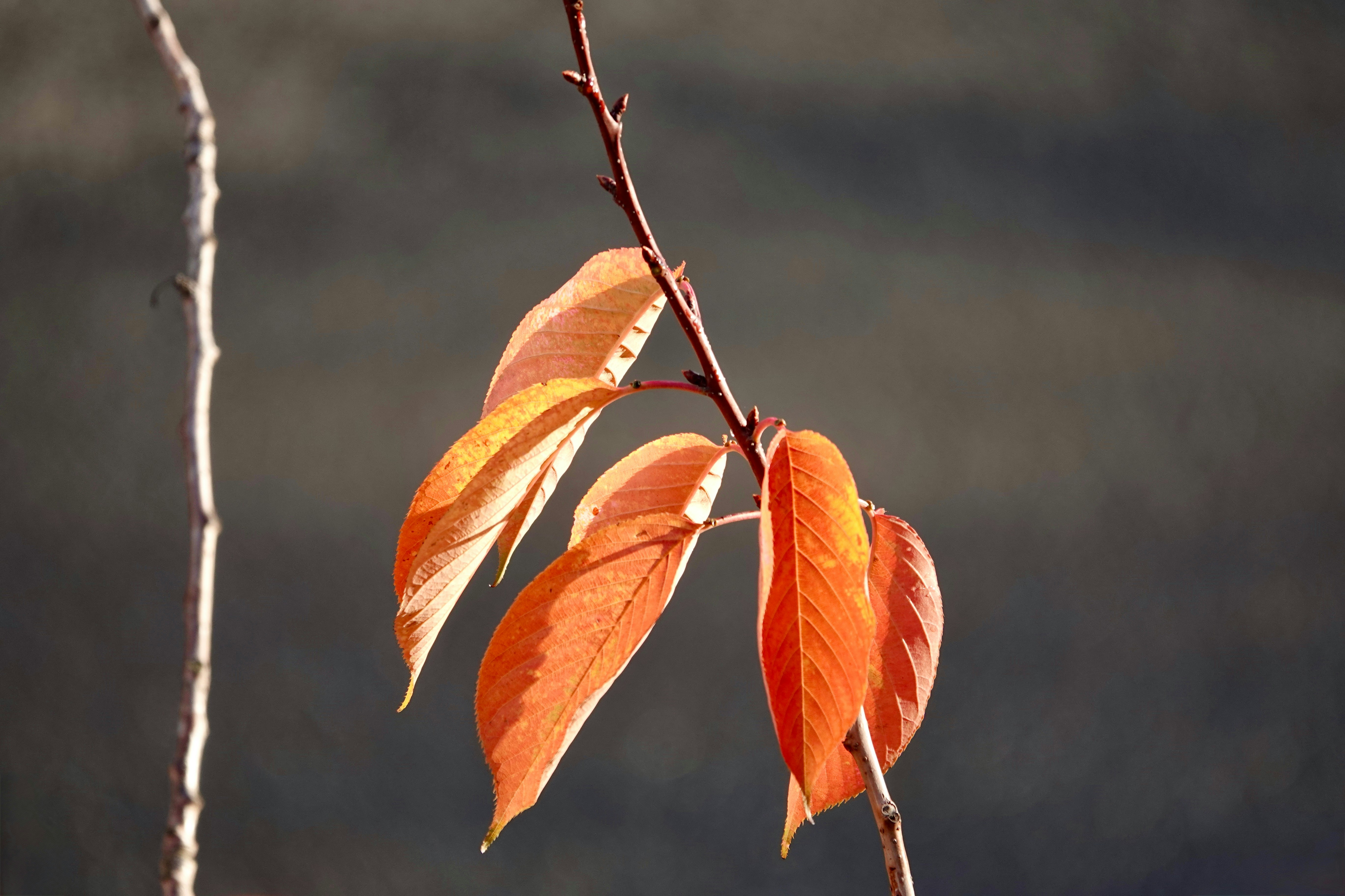 Photo by priyankachechi29