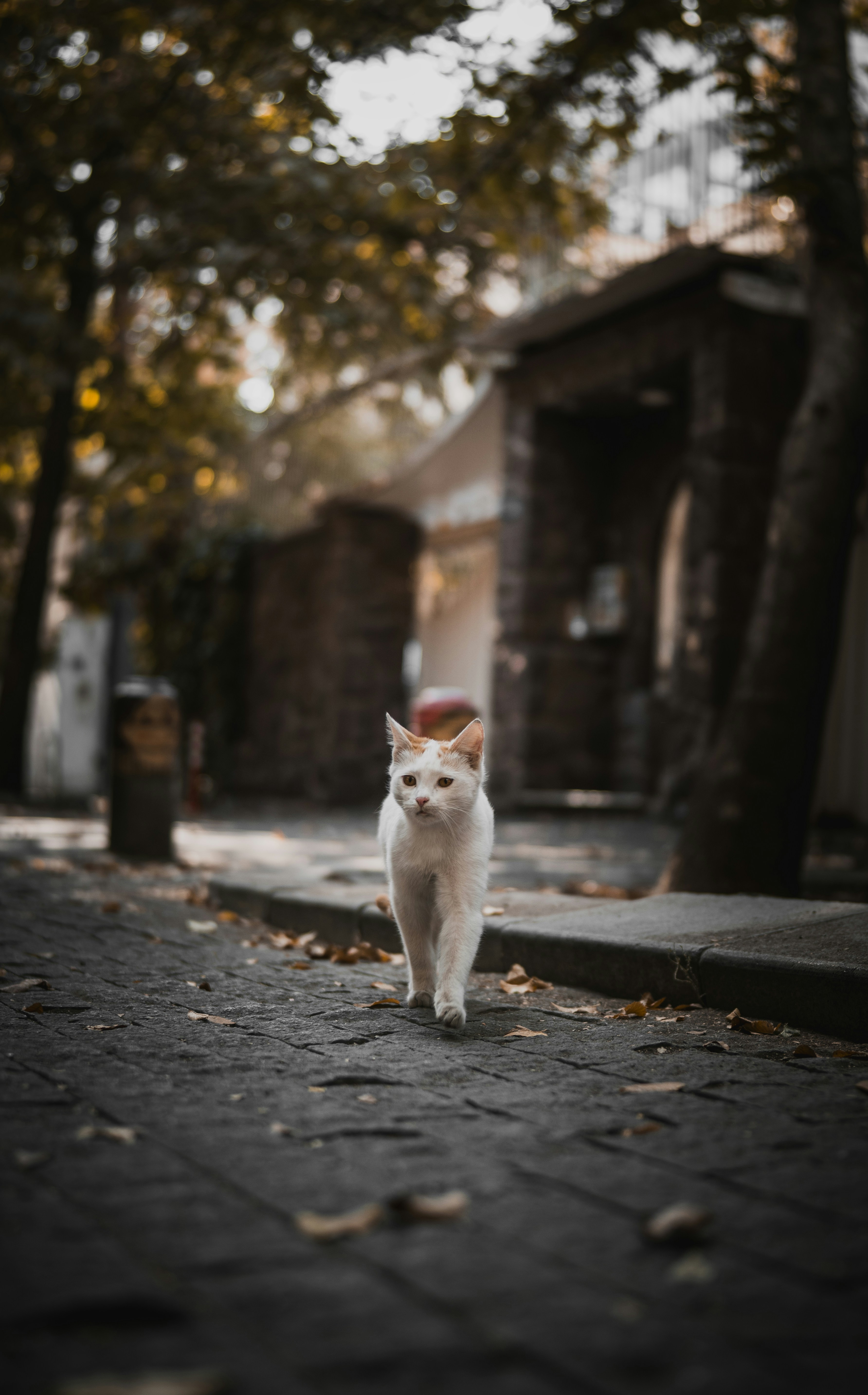 A white cat walks down a cobblestone street.