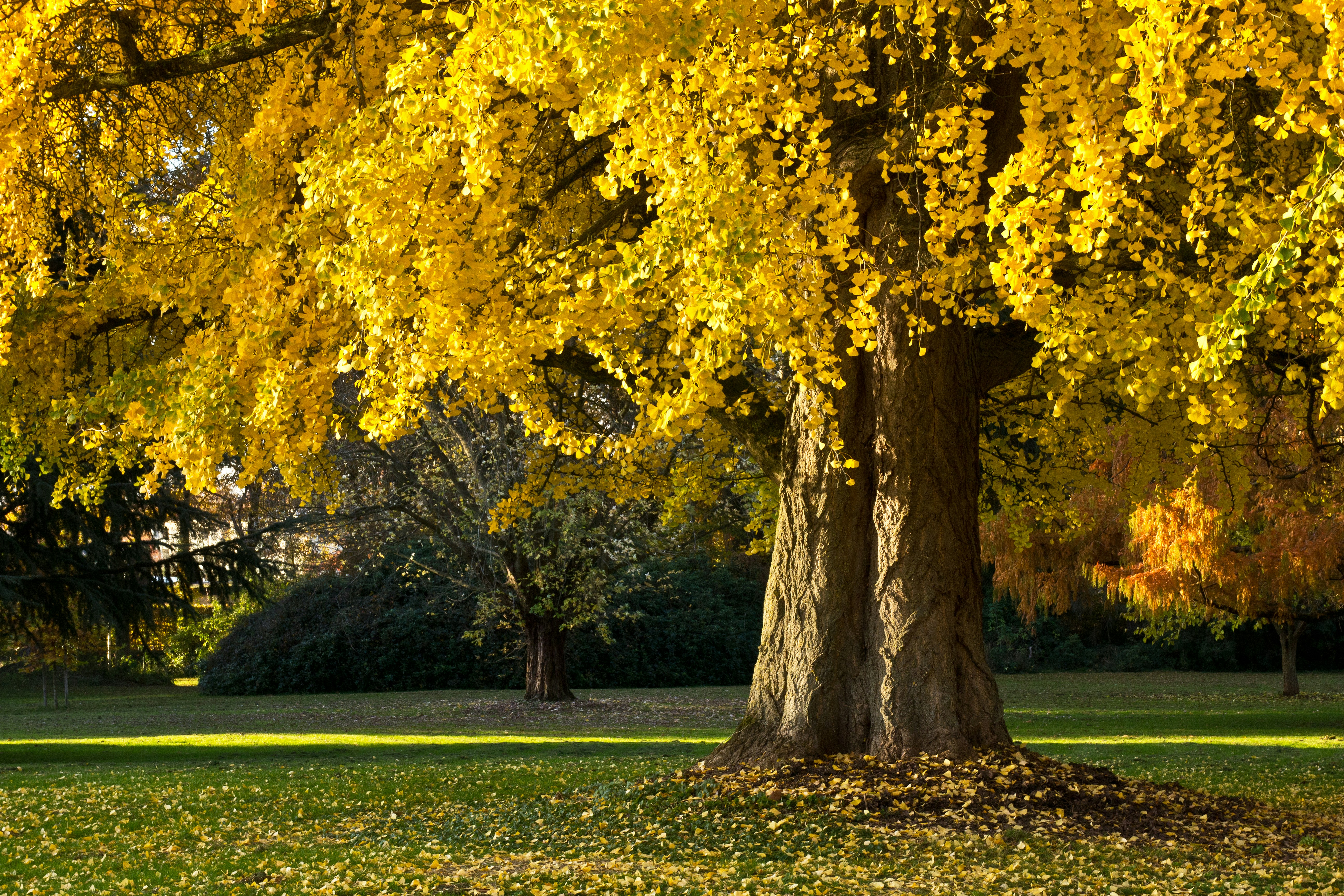 Photo by conniedevries