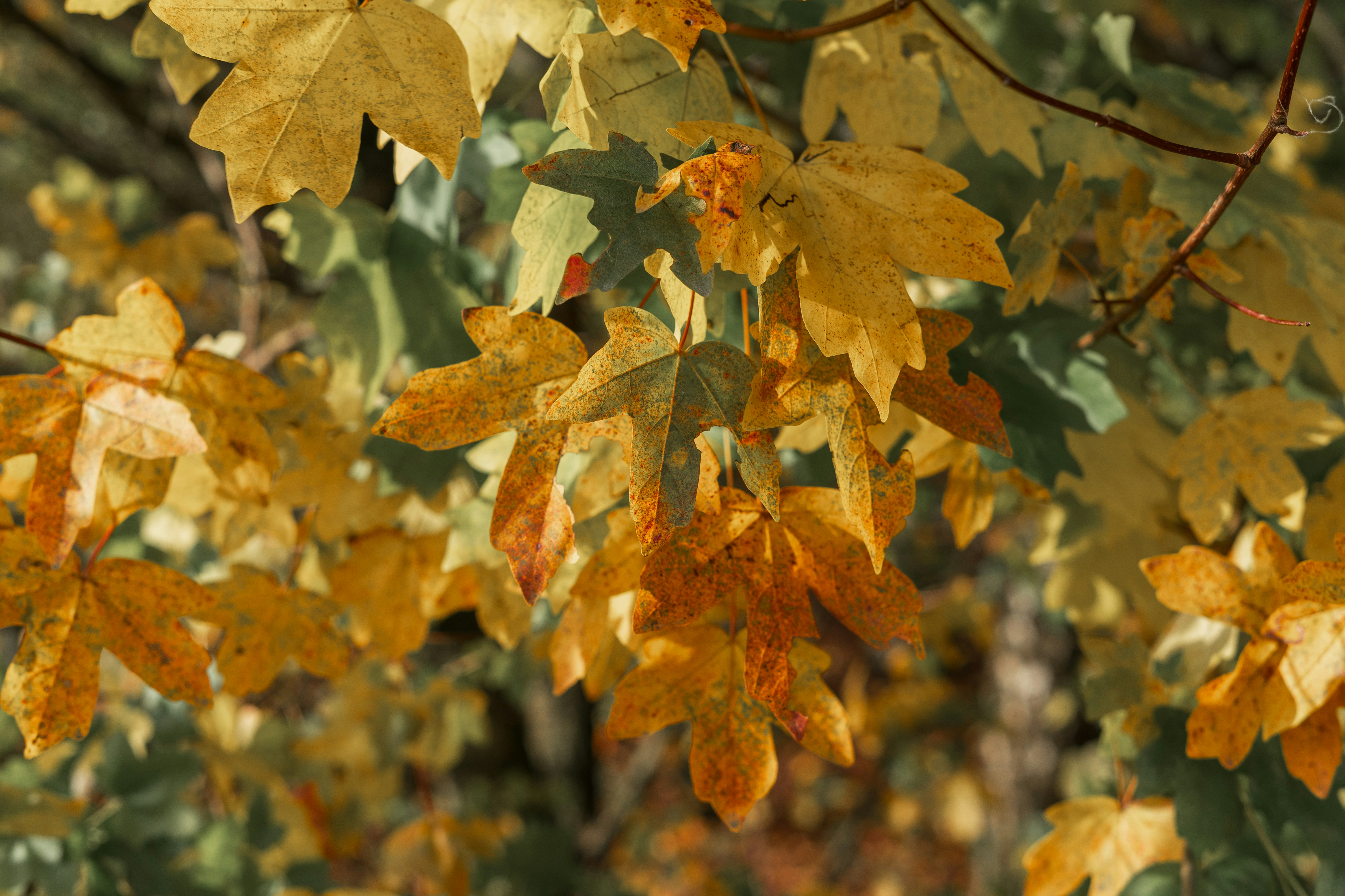 Just How Do Insurance Coverage Representatives Help Home Owners Navigate The Intricacies Of Discovering Optimal Home Insurance Coverage?