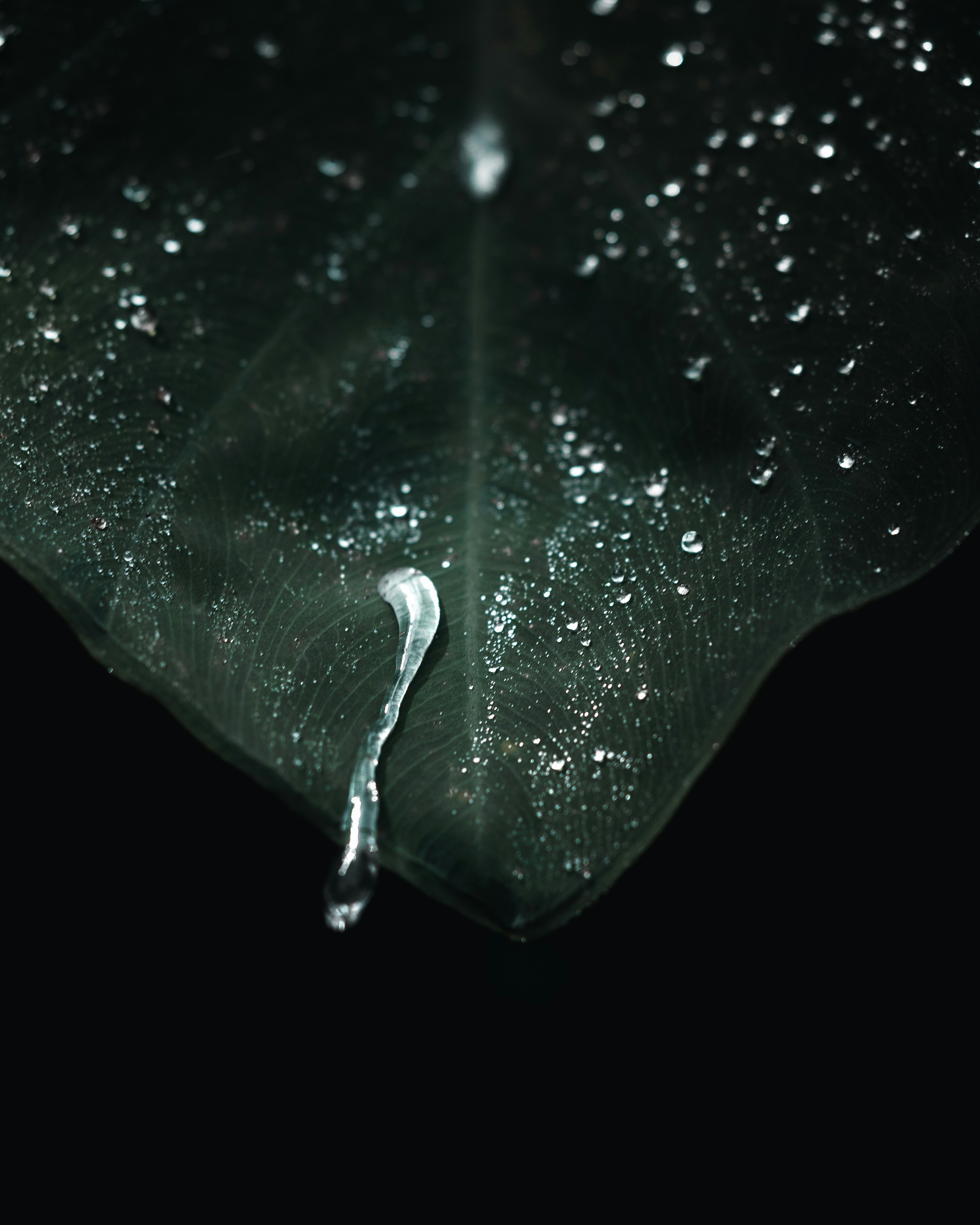 Goccioline d'acqua su una foglia verde scuro