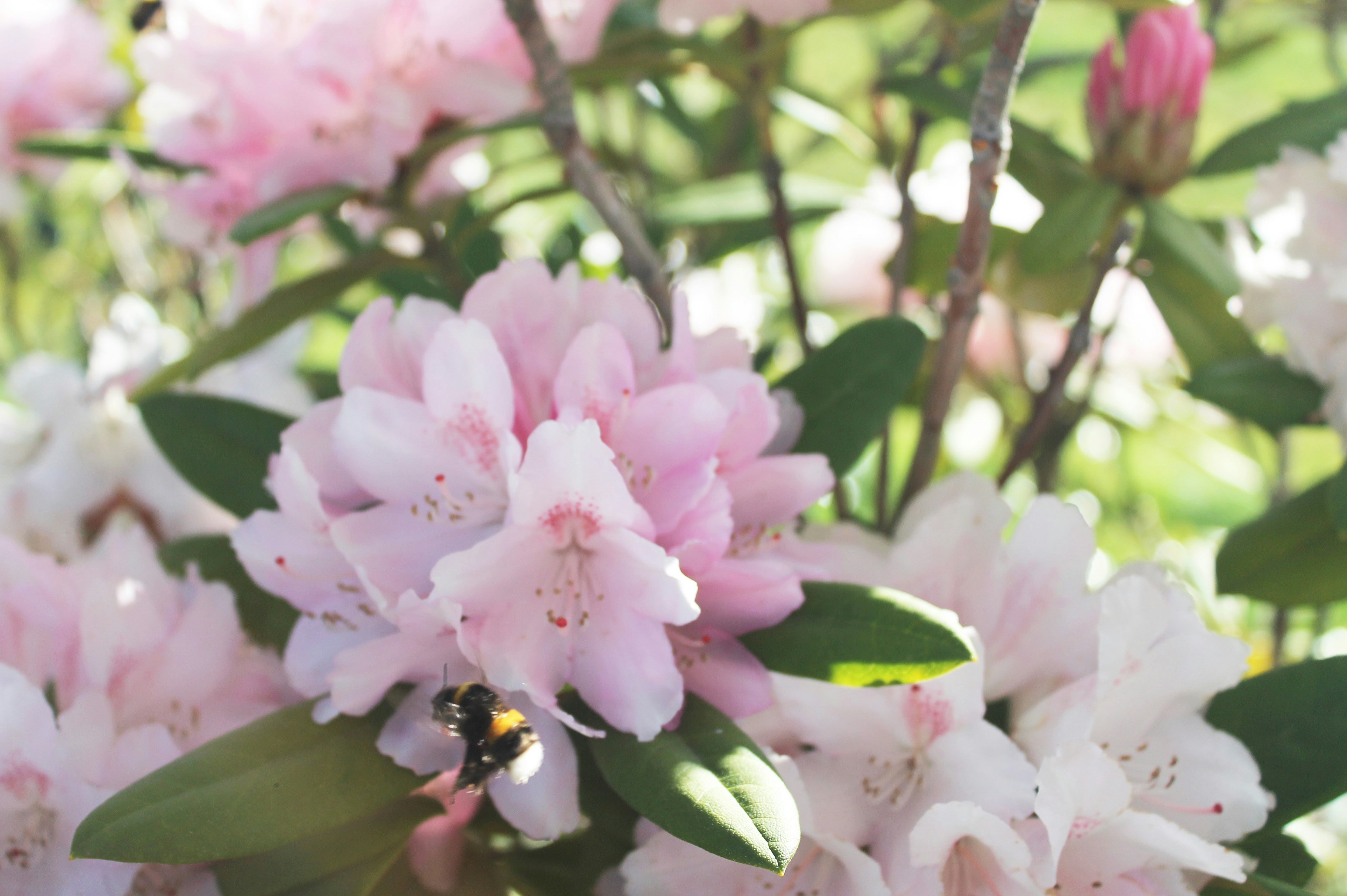 Una abeja en un racimo de flores de rododendro rosa.