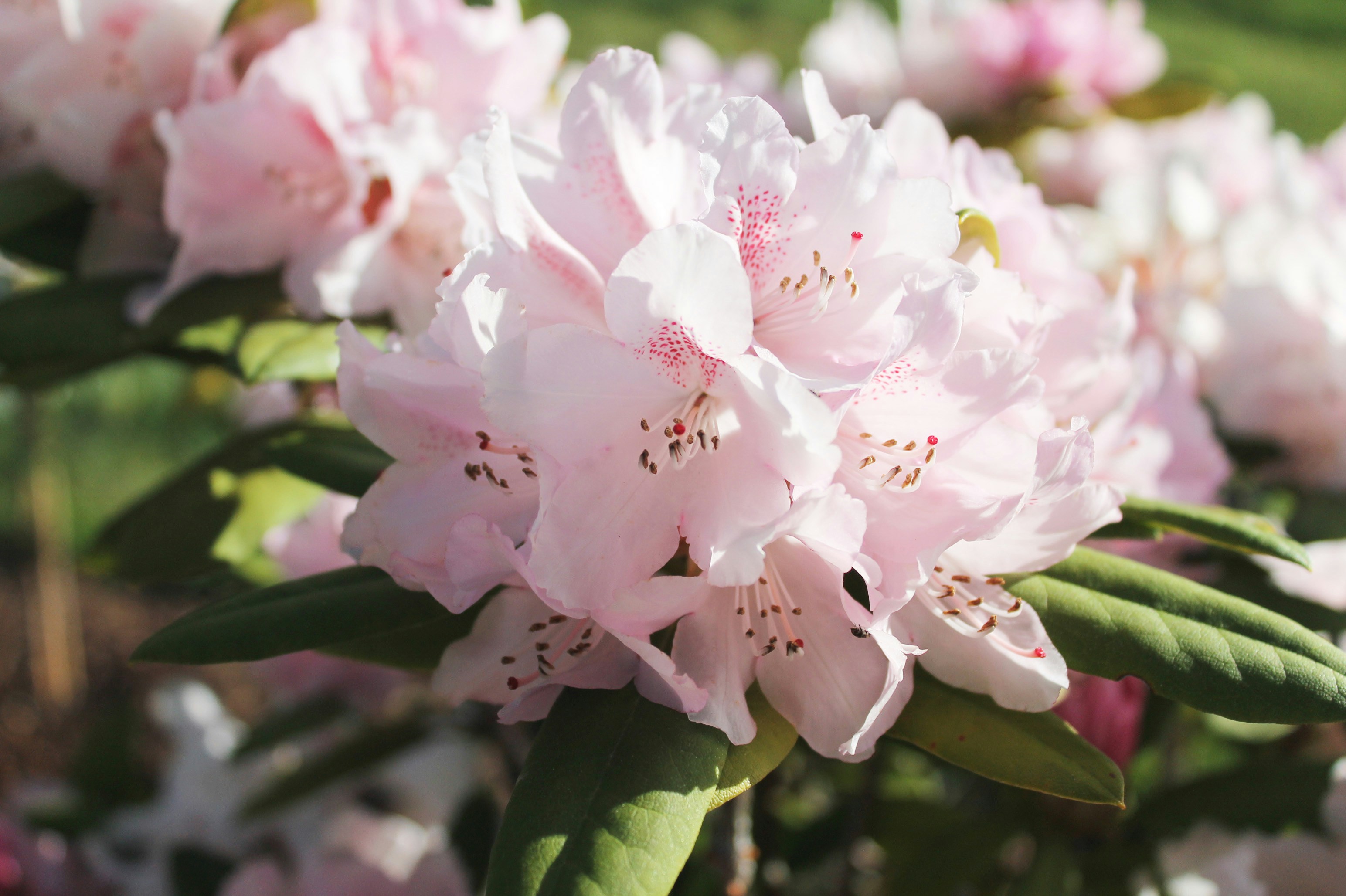 Las delicadas flores de rododendro rosa florecen a la luz del sol.