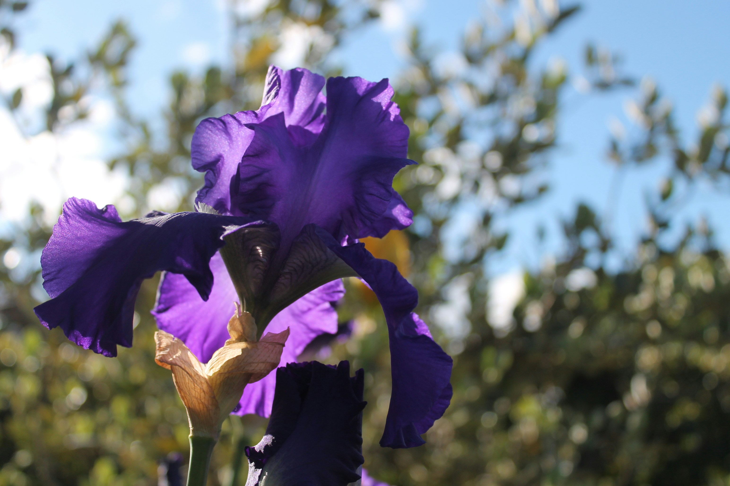 Una vibrante flor de iris púrpura florece al aire libre.