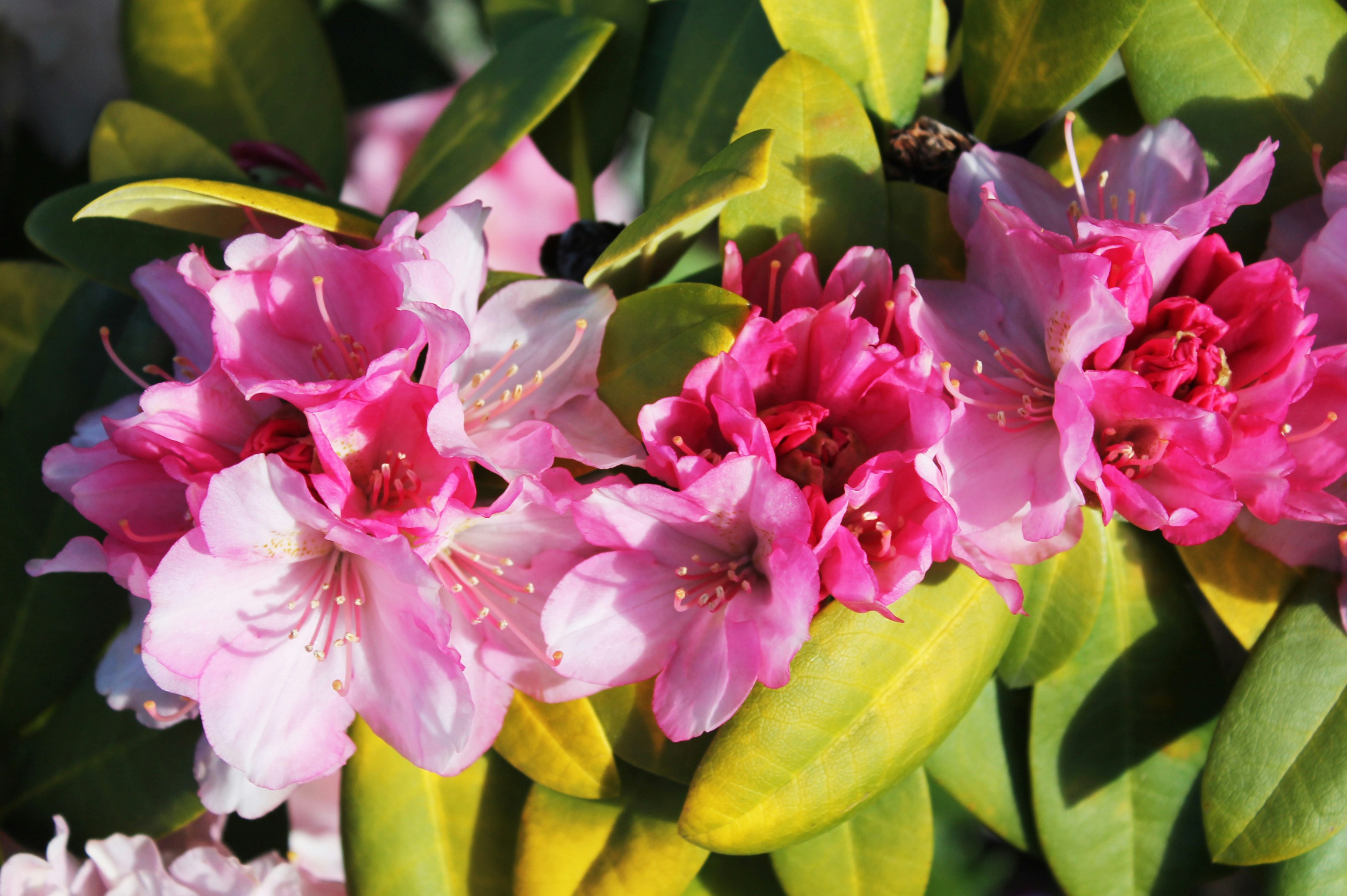 Primer plano de flores de rododendro rosa con hojas verdes.