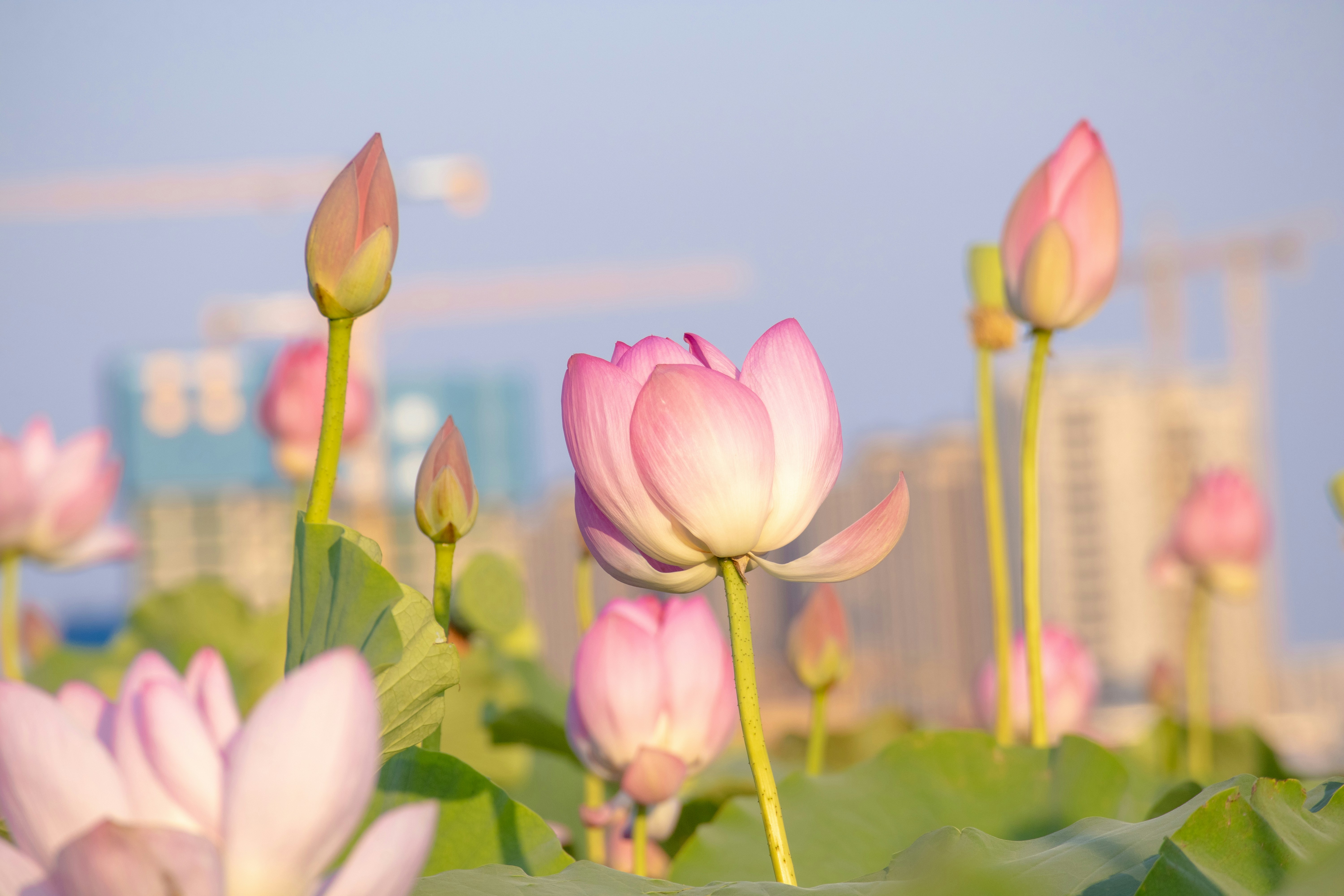 Pink lotus flowers bloom against a hazy cityscape.