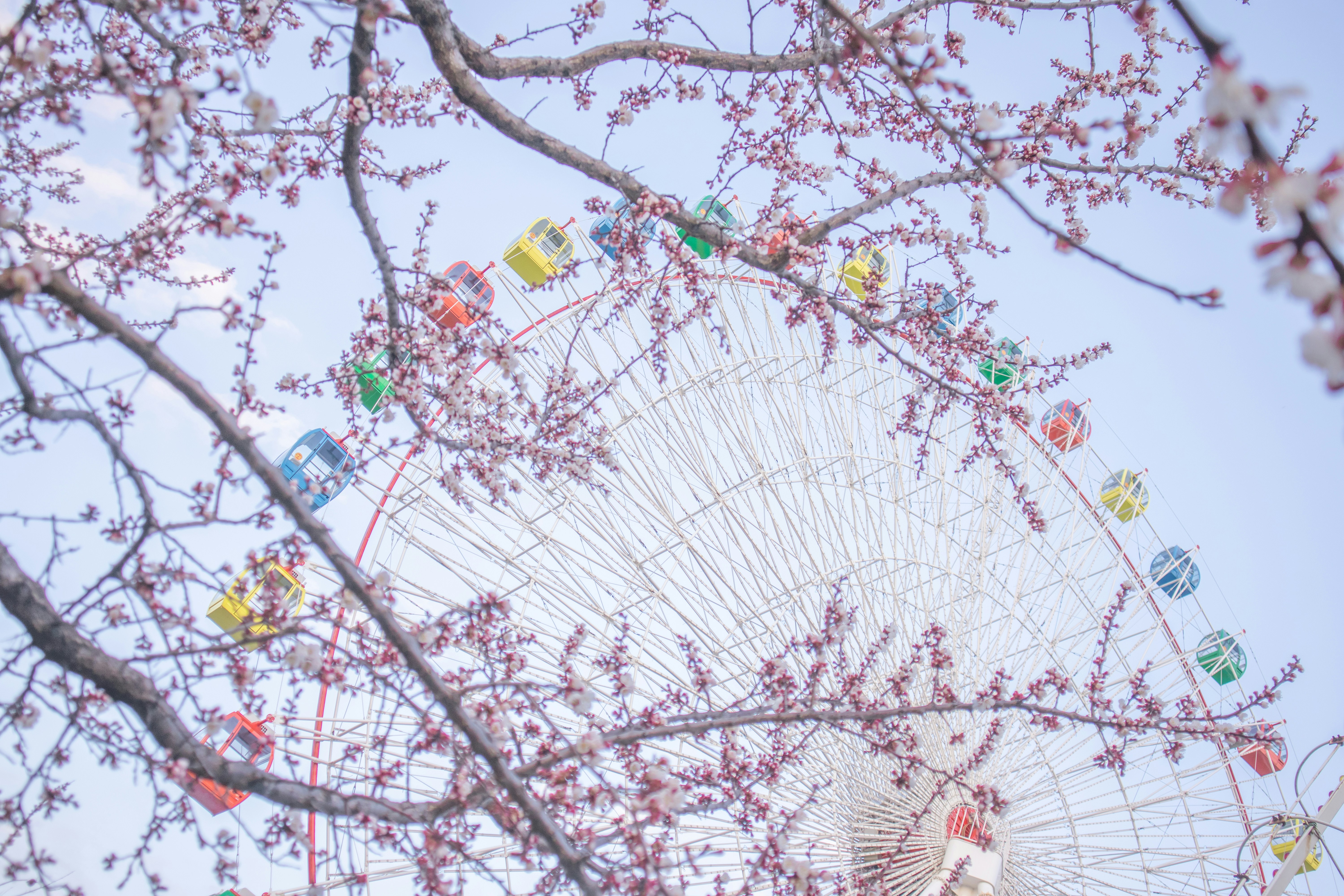 Ferris wheel behind blooming cherry blossom branches