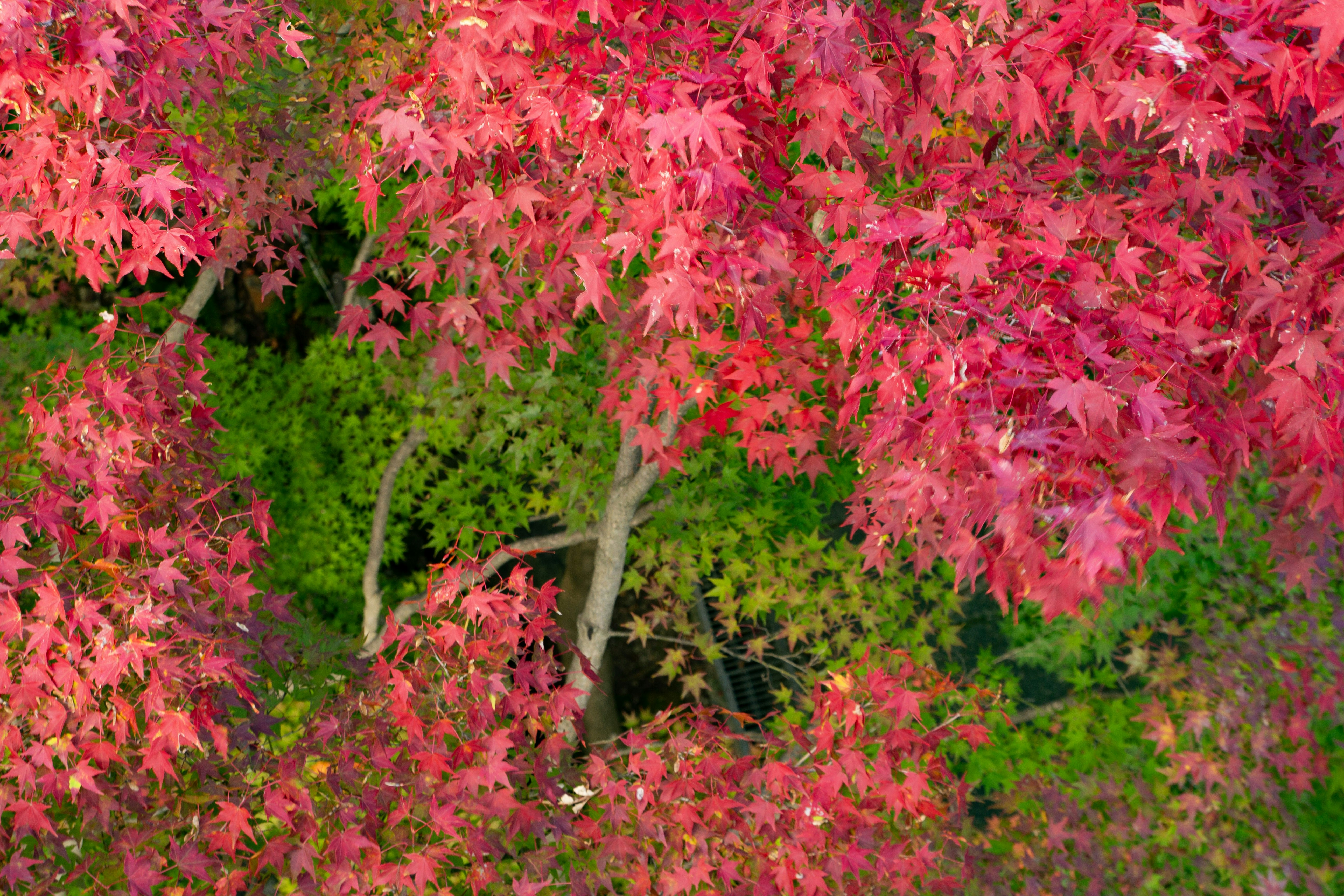 Vibrant red maple leaves against green foliage