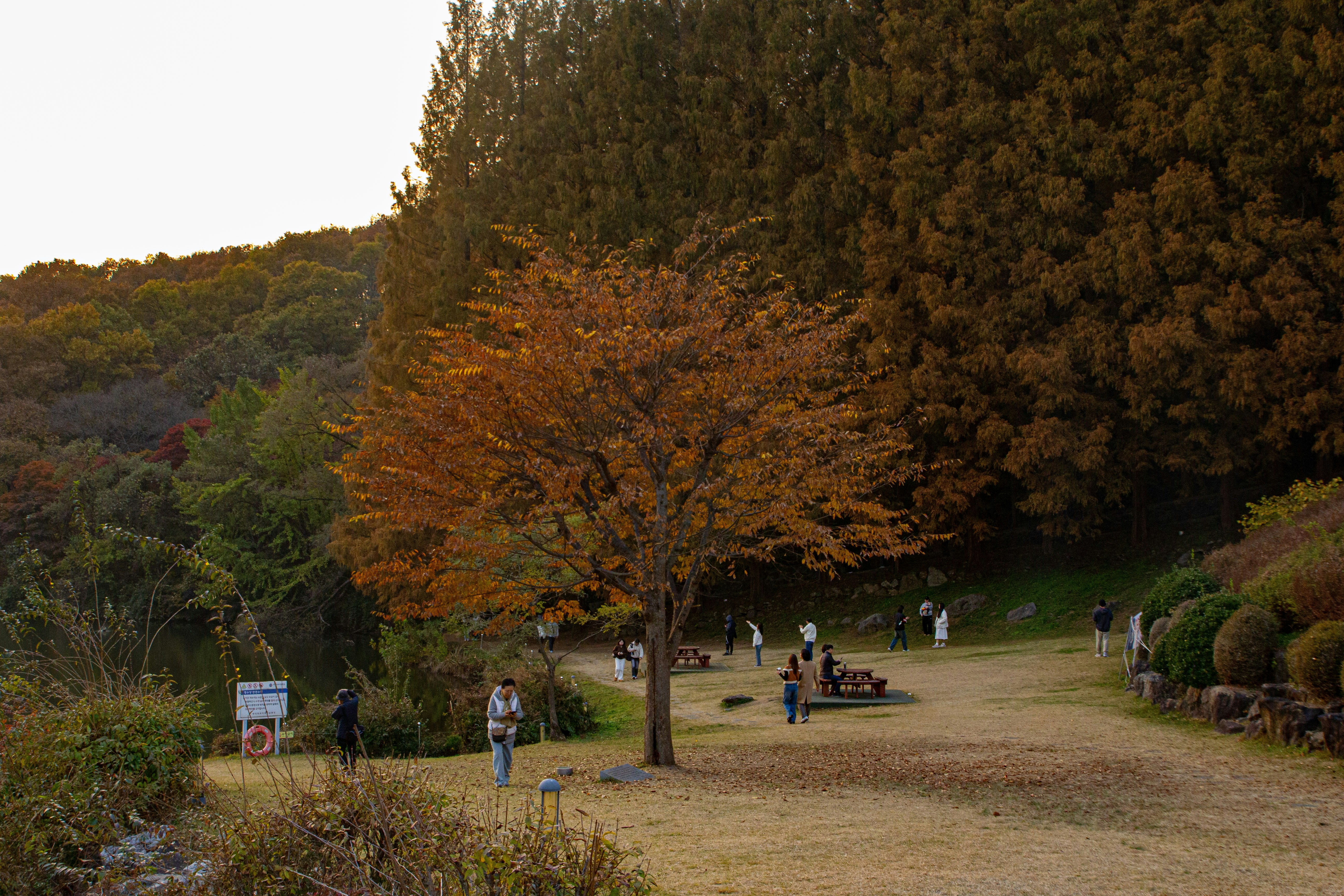 Autumn tree with colorful leaves in a park.