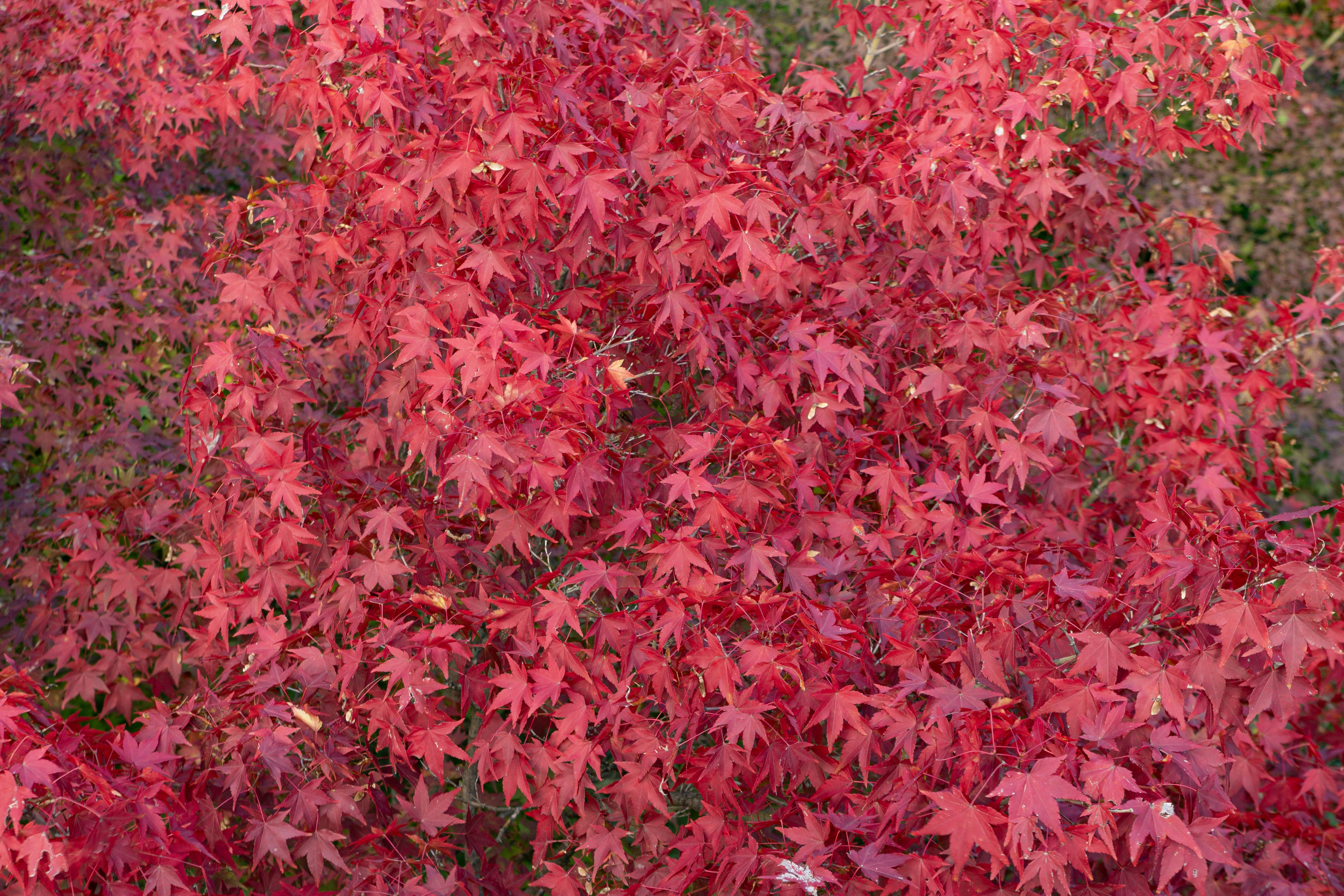 Vibrant red maple leaves in autumn