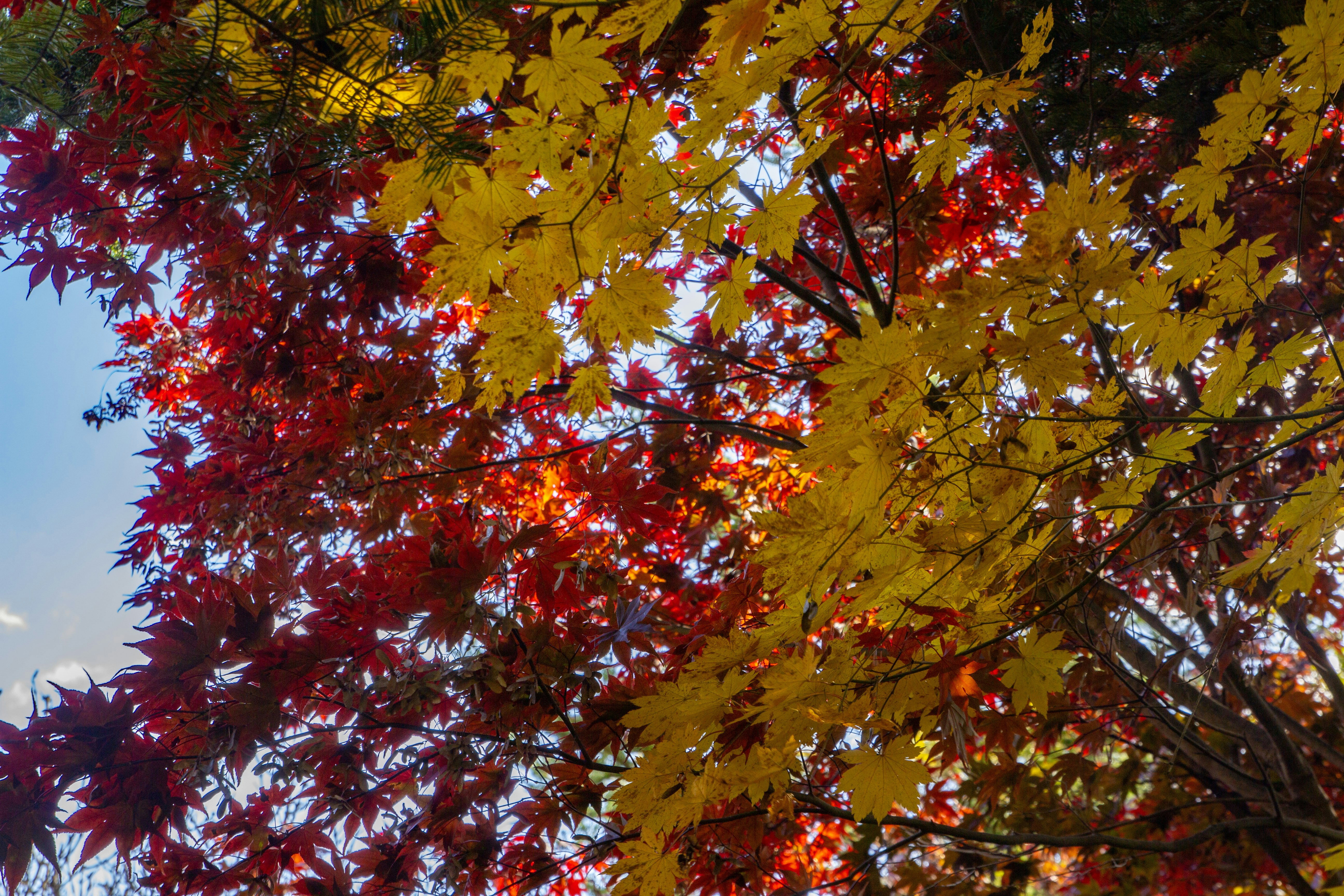 Red and yellow autumn leaves against blue sky