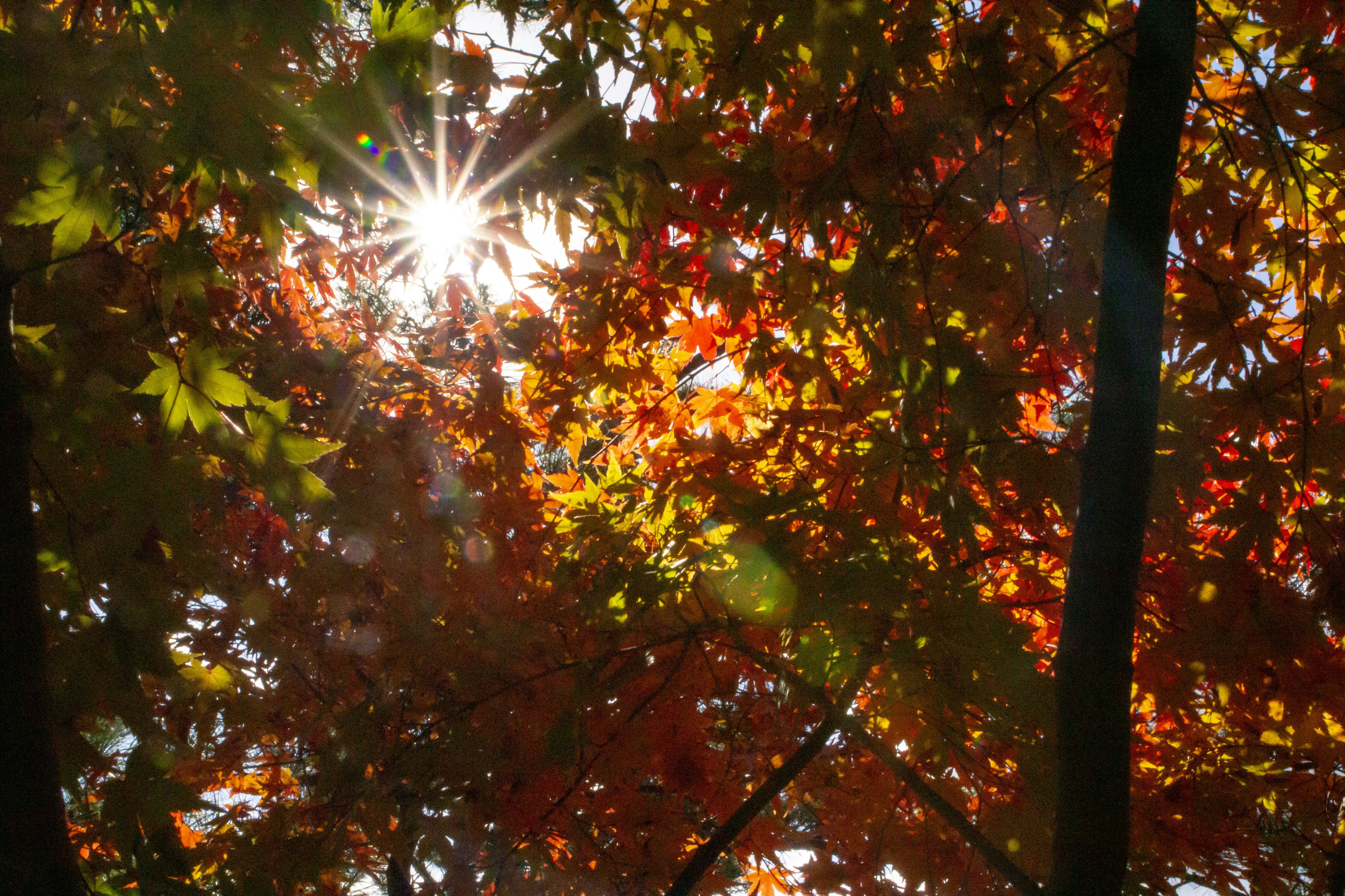 Sunlight shines through colorful autumn leaves.