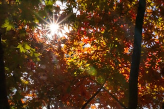 Sunlight shines through colorful autumn leaves.