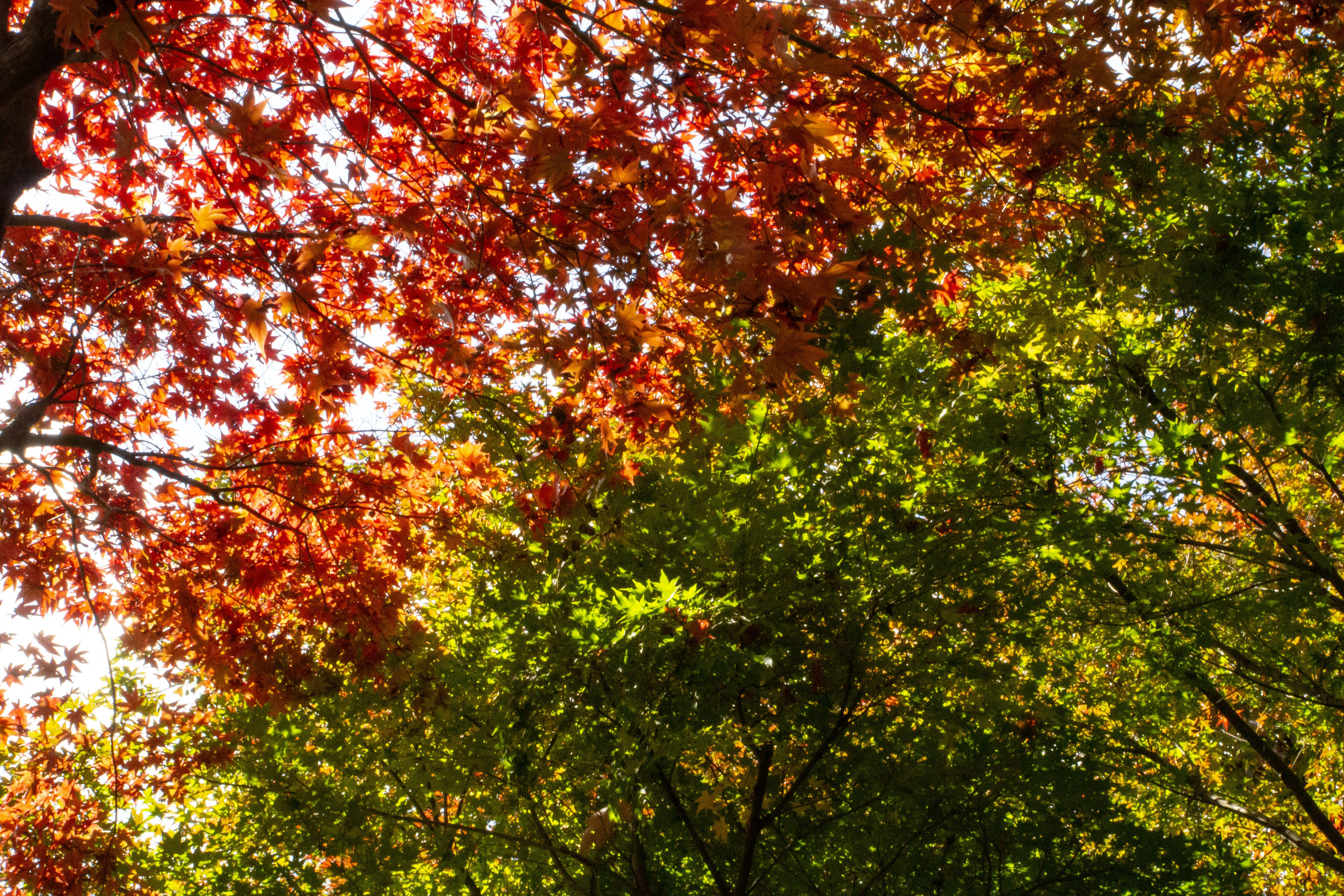 Autumn leaves in vibrant red and green colors
