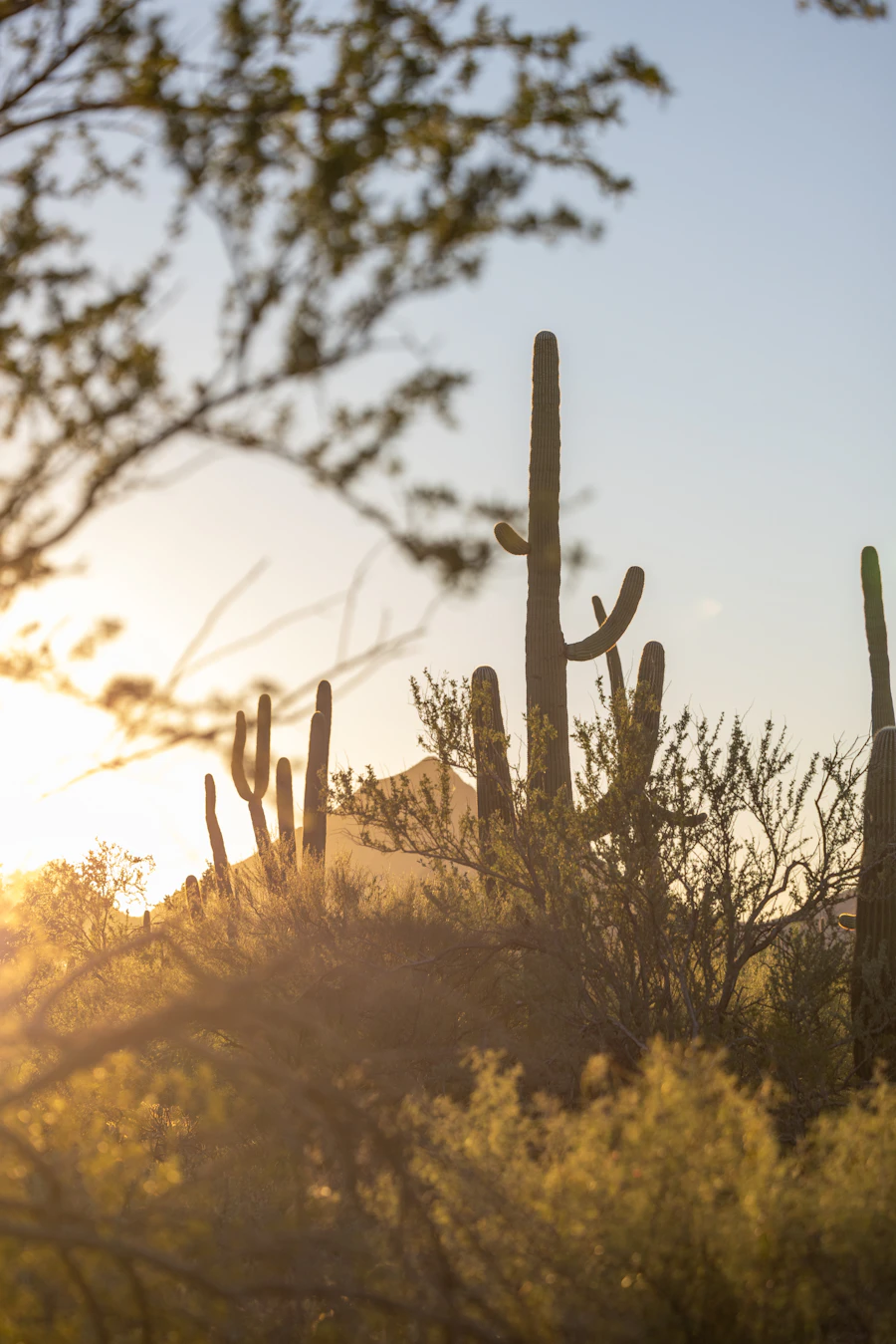 Saguaro cacti standing in warm desert light
