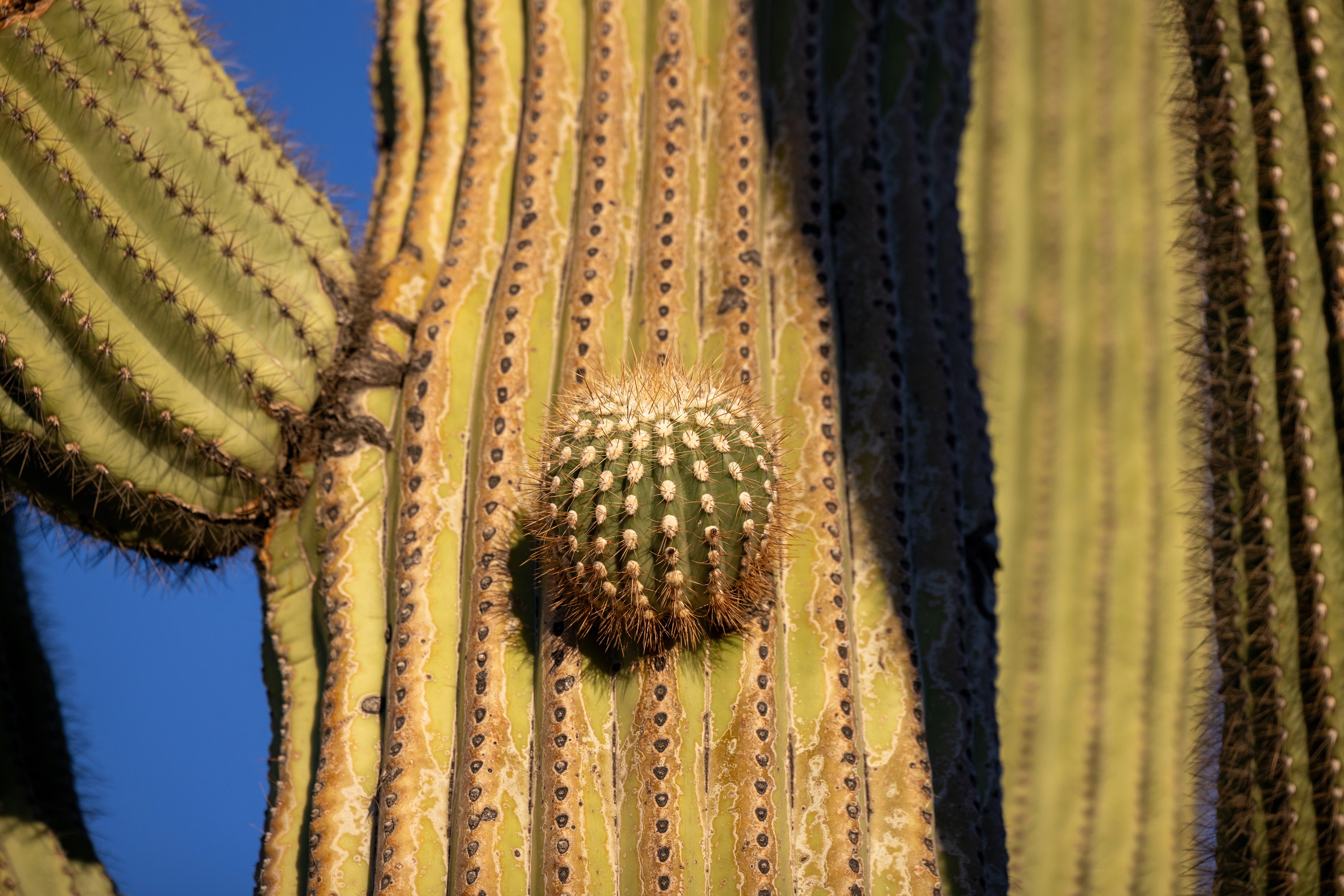 Close-up of a saguaro cactus with a small cactus growing.