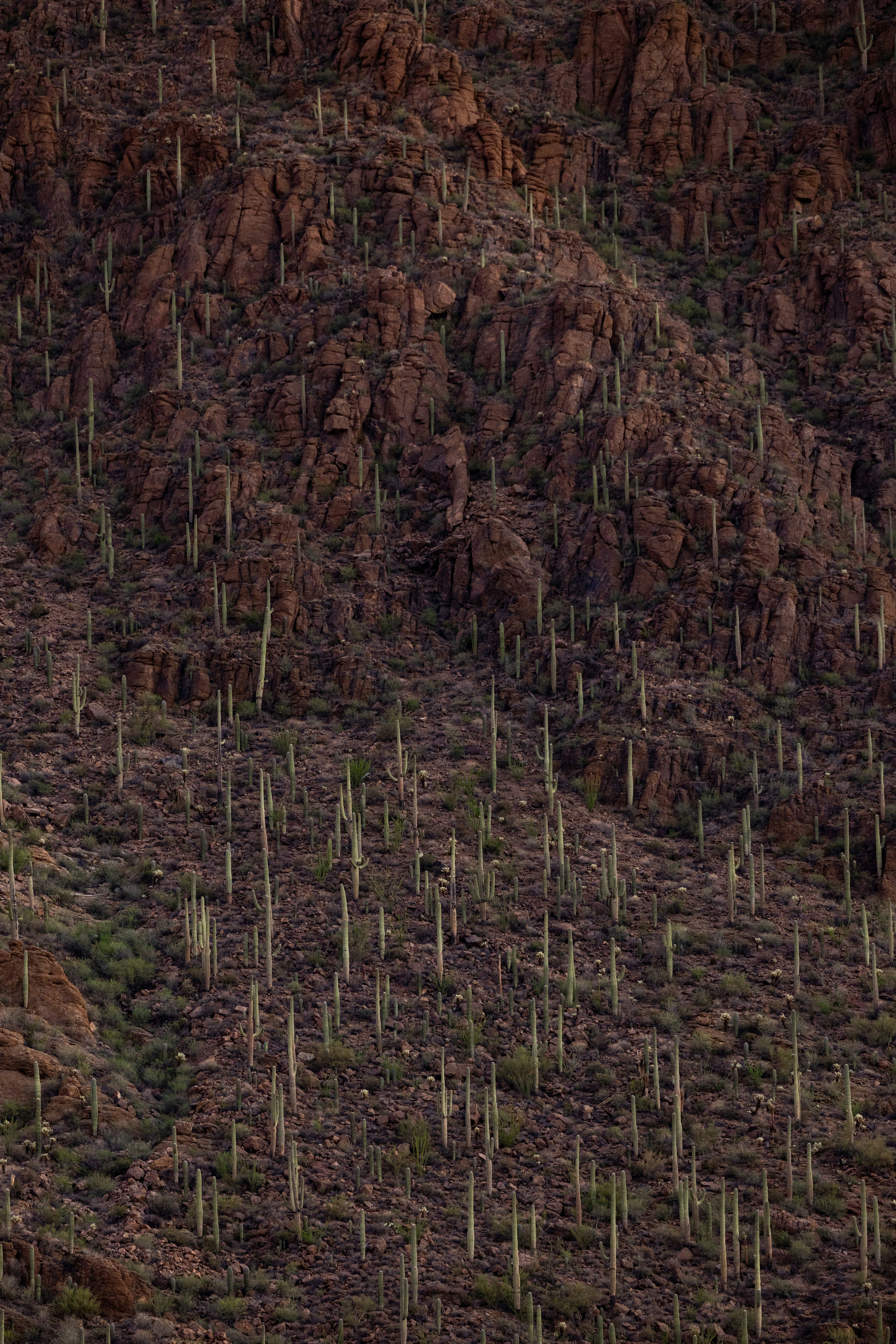 Saguaro cacti on a rocky desert hillside