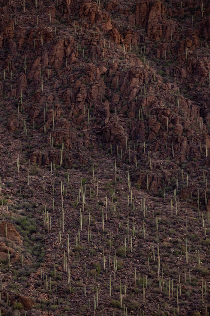 Saguaro cacti in the Sonoran Desert near Scottsdale, Arizona