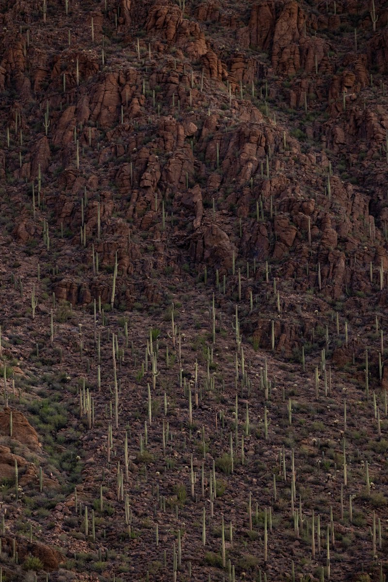Saguaro cacti on a desert hillside near Cave Creek, Arizona