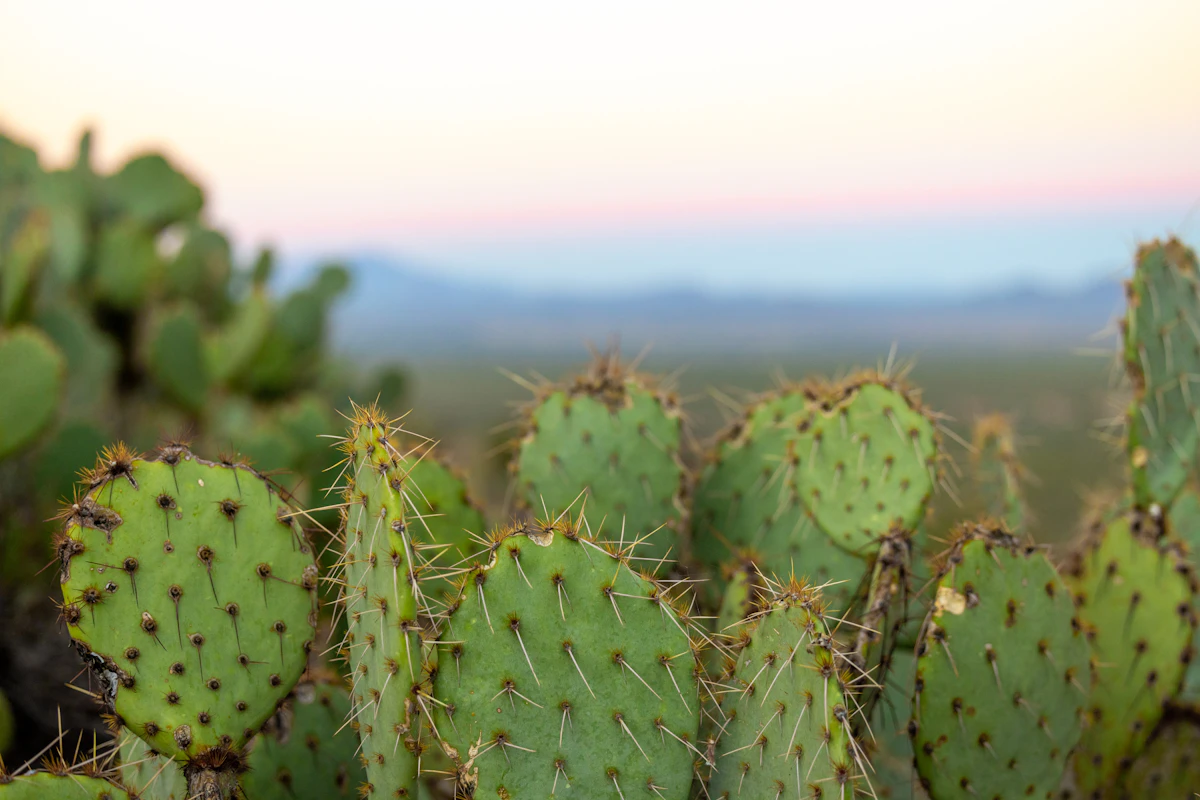 Saguaro and prickly pear cactus in the Sonoran Desert at dawn.