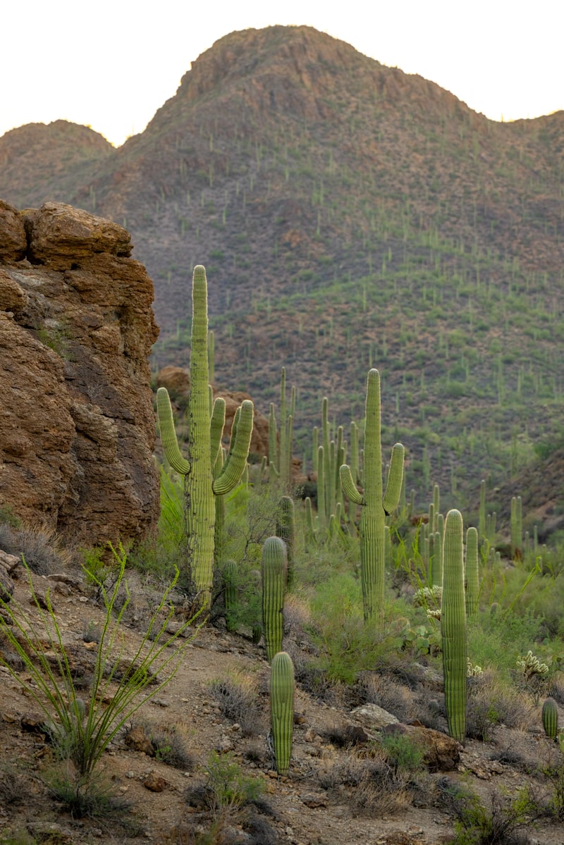 Saguaro