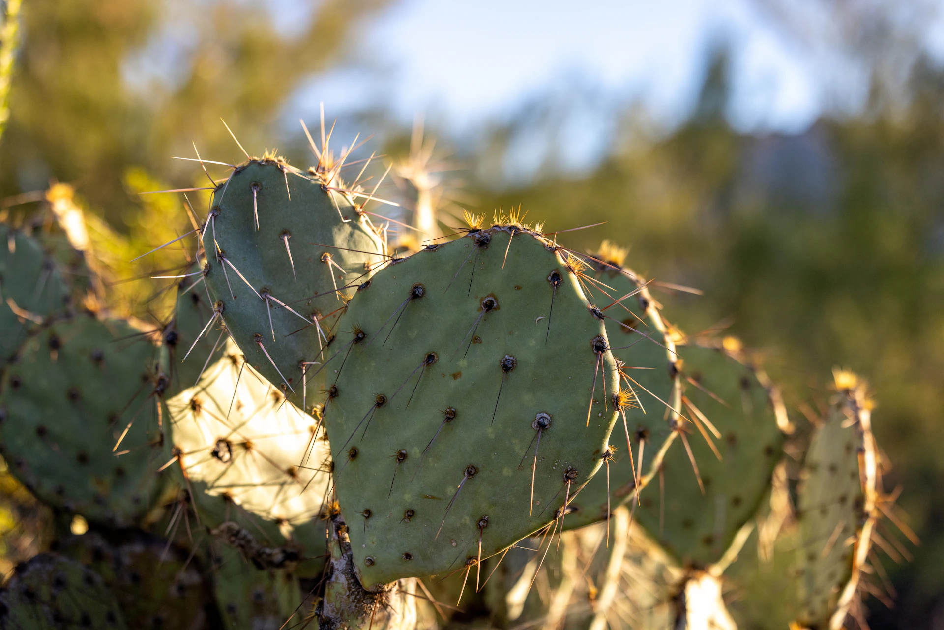 Prickly pear cactus pads catching warm sunlight