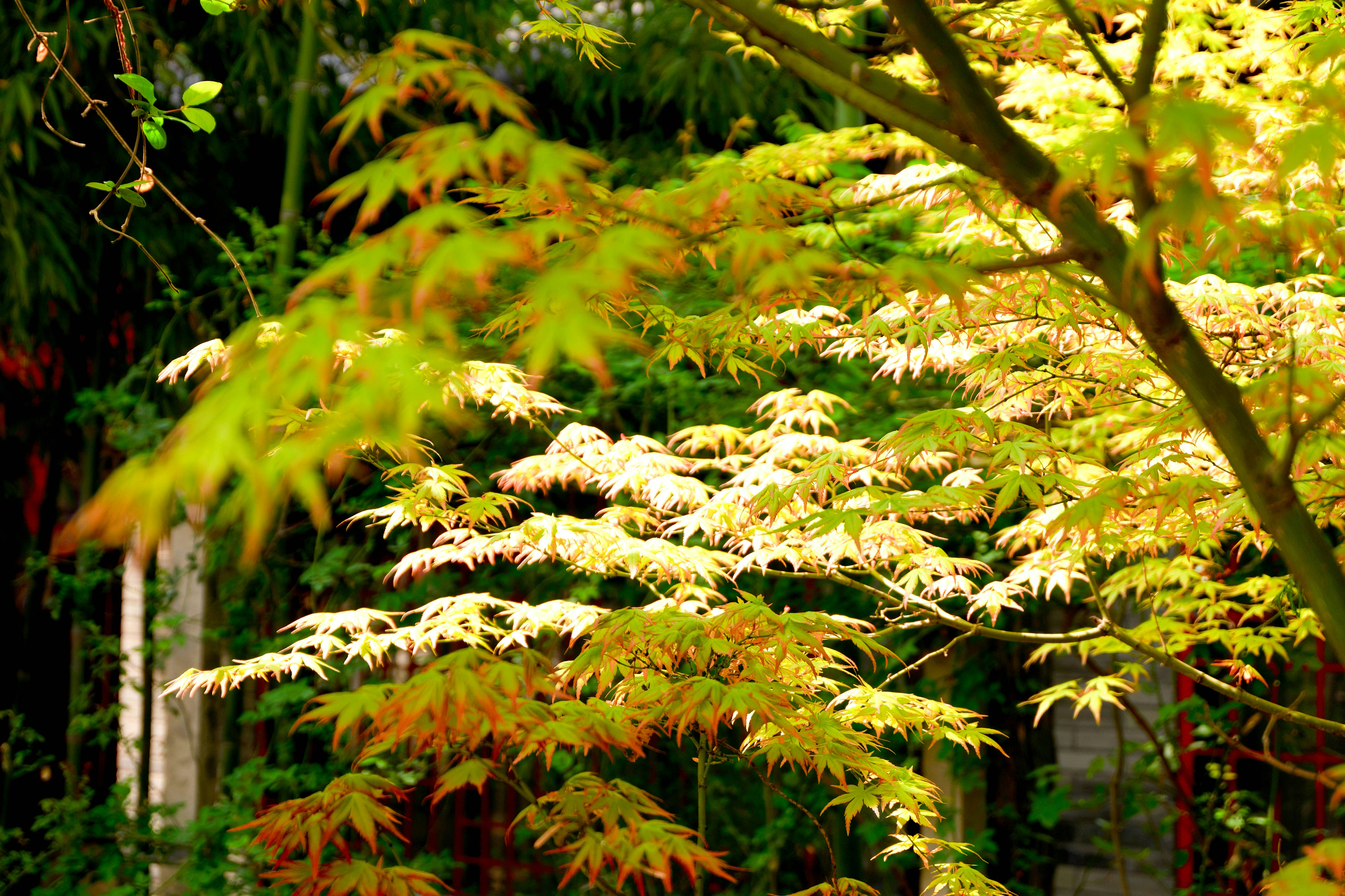 Green and yellow maple leaves on a tree