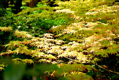 Green and yellow leaves on tree branches.
