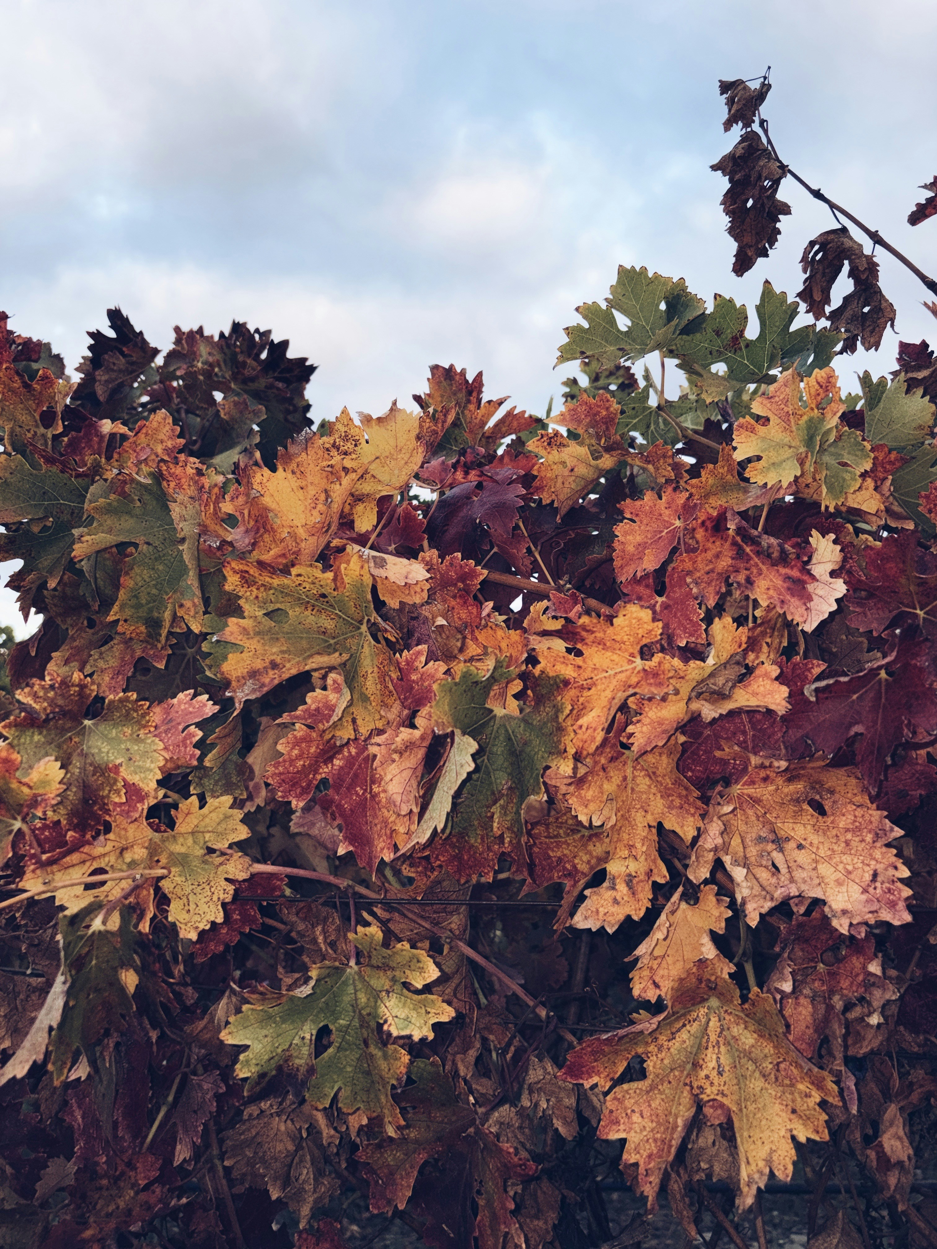 Photo by spencer_demera