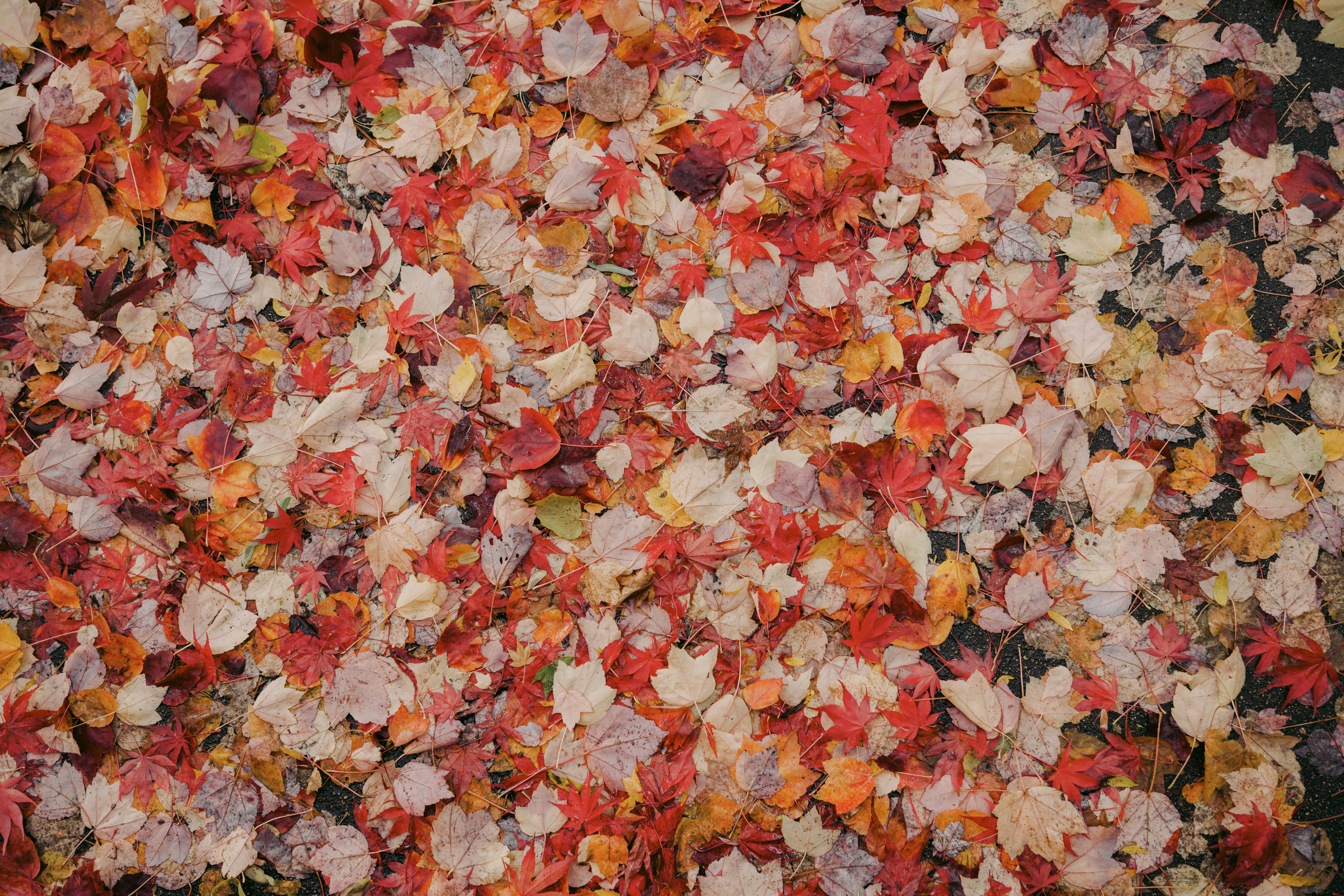 Photo by albertstoynov