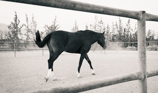 A dark horse walks in a fenced enclosure.