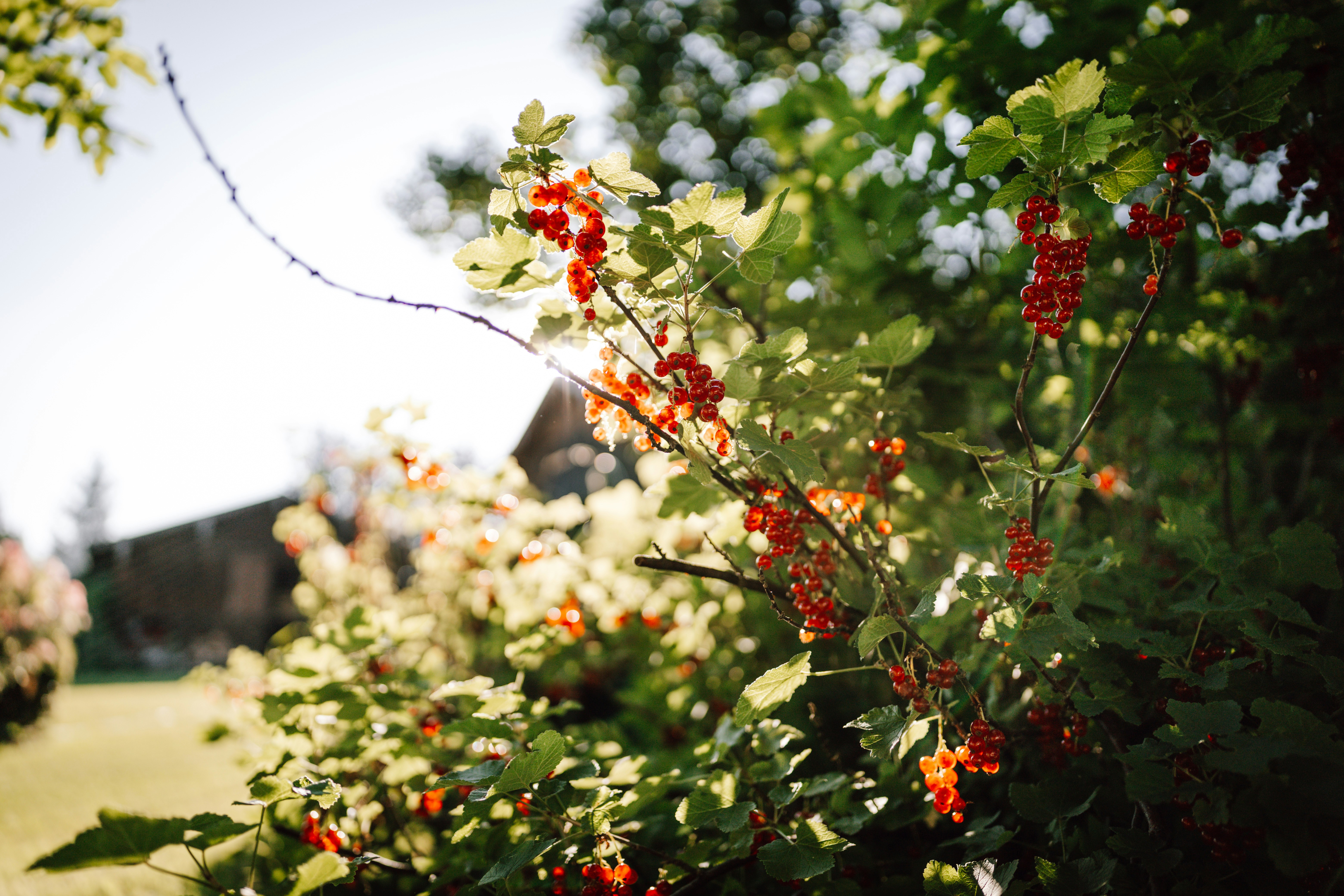 Red currants on a bush in sunlight