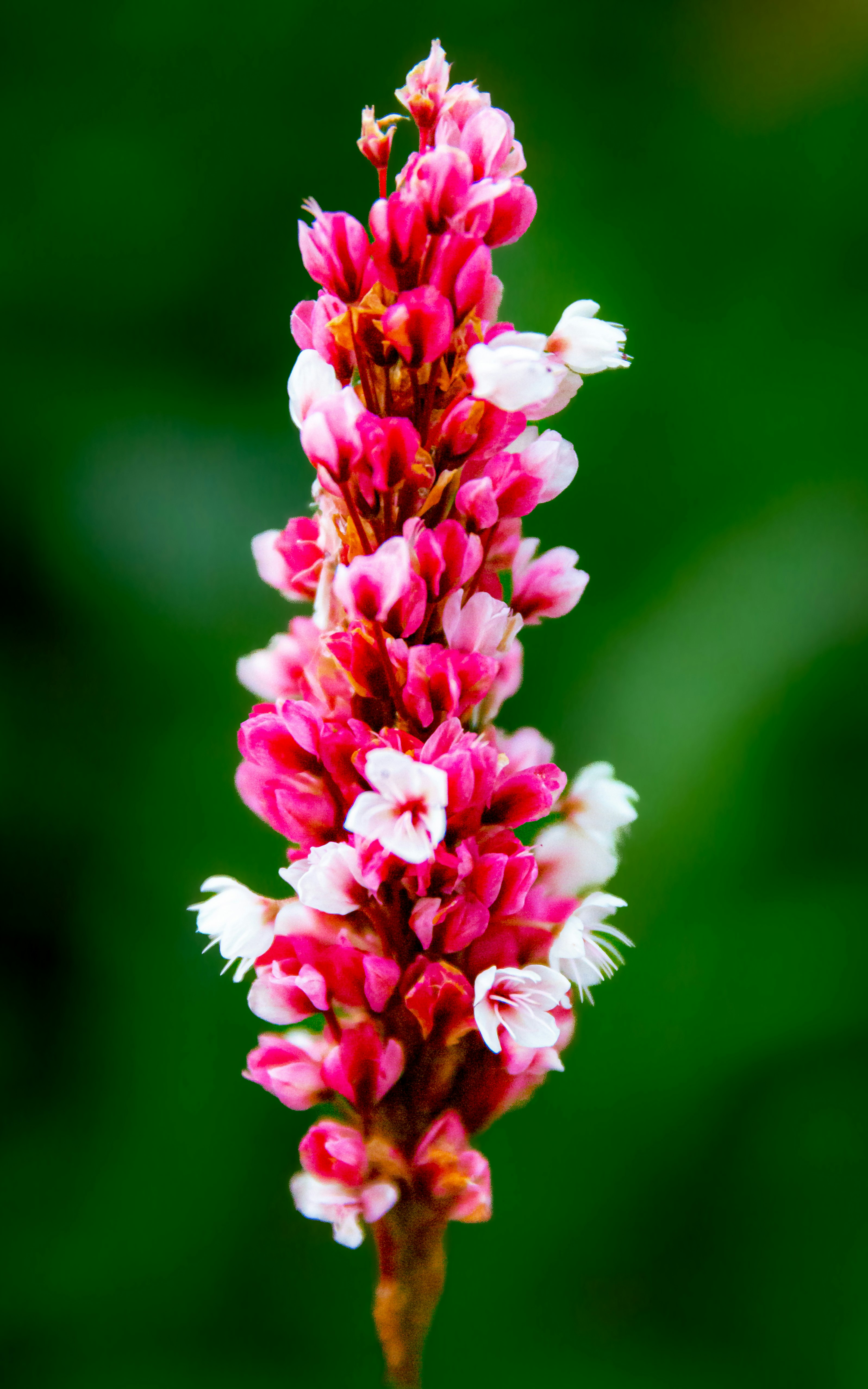 A close-up of a pink and white flower spike.