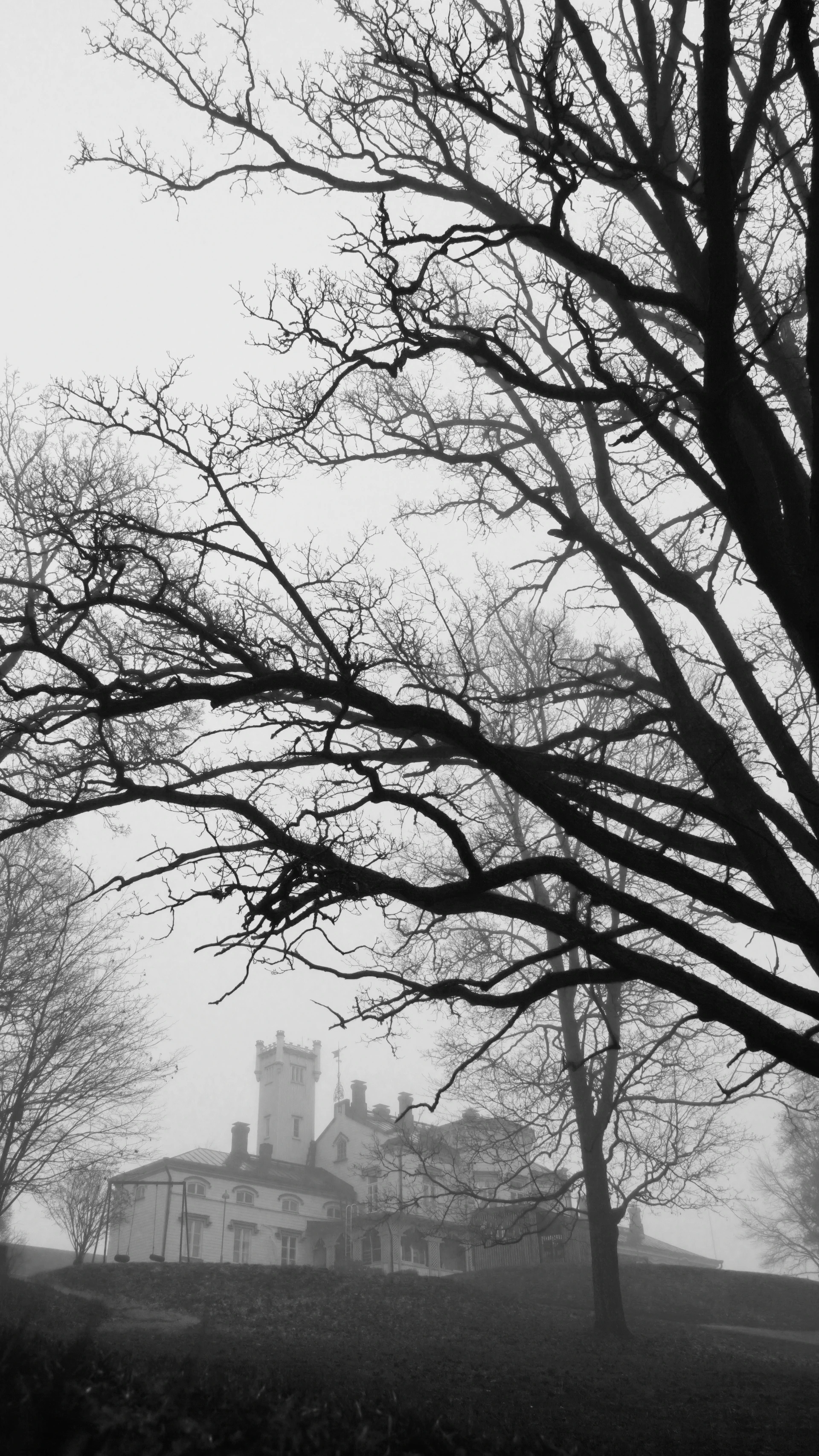 Bare trees in fog with a distant white building