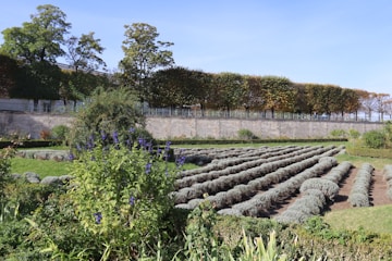Rows of lavender plants in a formal garden