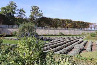 Rows of lavender plants in a formal garden