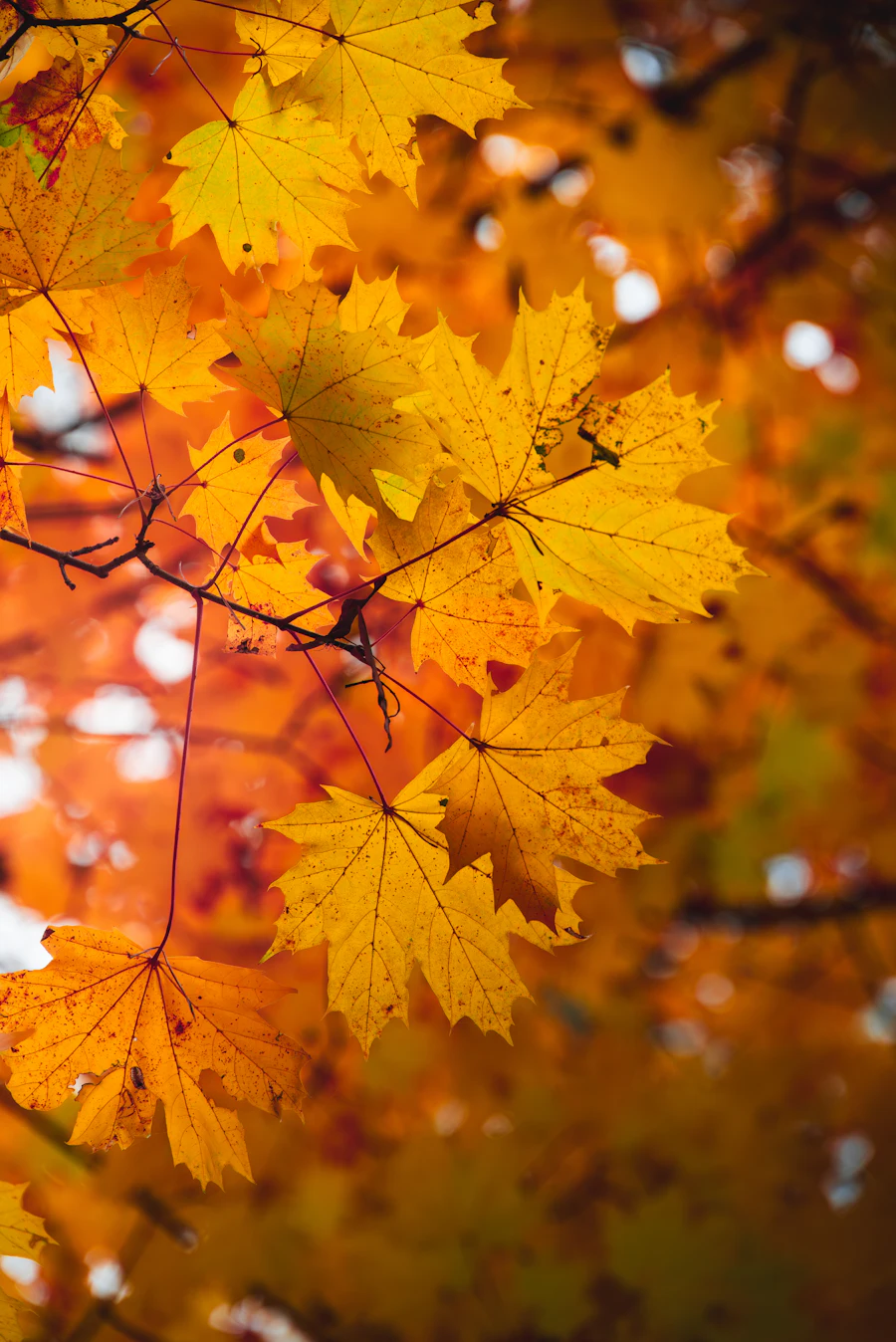 Golden autumn tree leaves