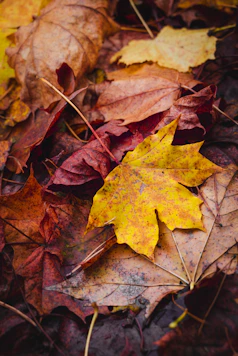 Autumn leaves in various shades of brown and yellow.