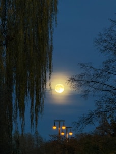 Full moon shines through trees with streetlights.