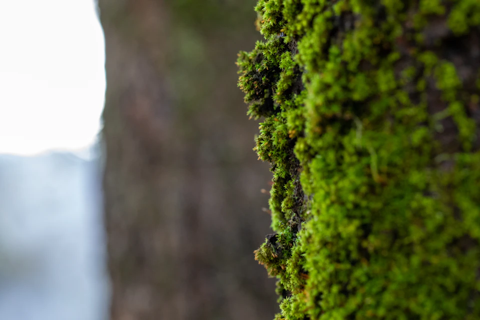 The image shows a close-up view of a tree trunk covered in vibrant green moss and lichen, with patches of brown and white visible on the bark. The background is blurred, suggesting that it could be an outdoor setting or a forested area.