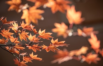 Orange maple leaves backlit by sunlight