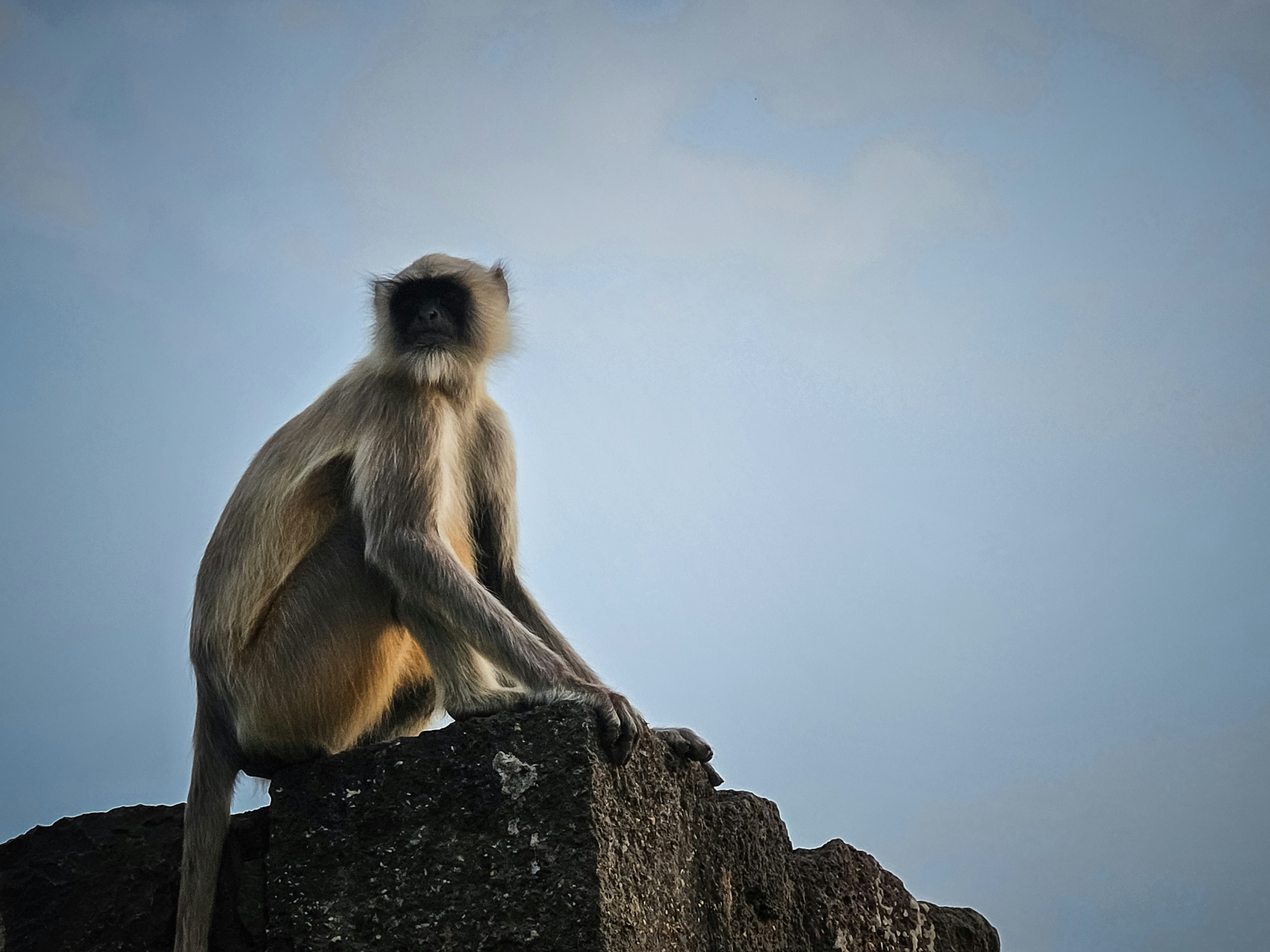 石垣の上には灰色のラングールザルが座っています。