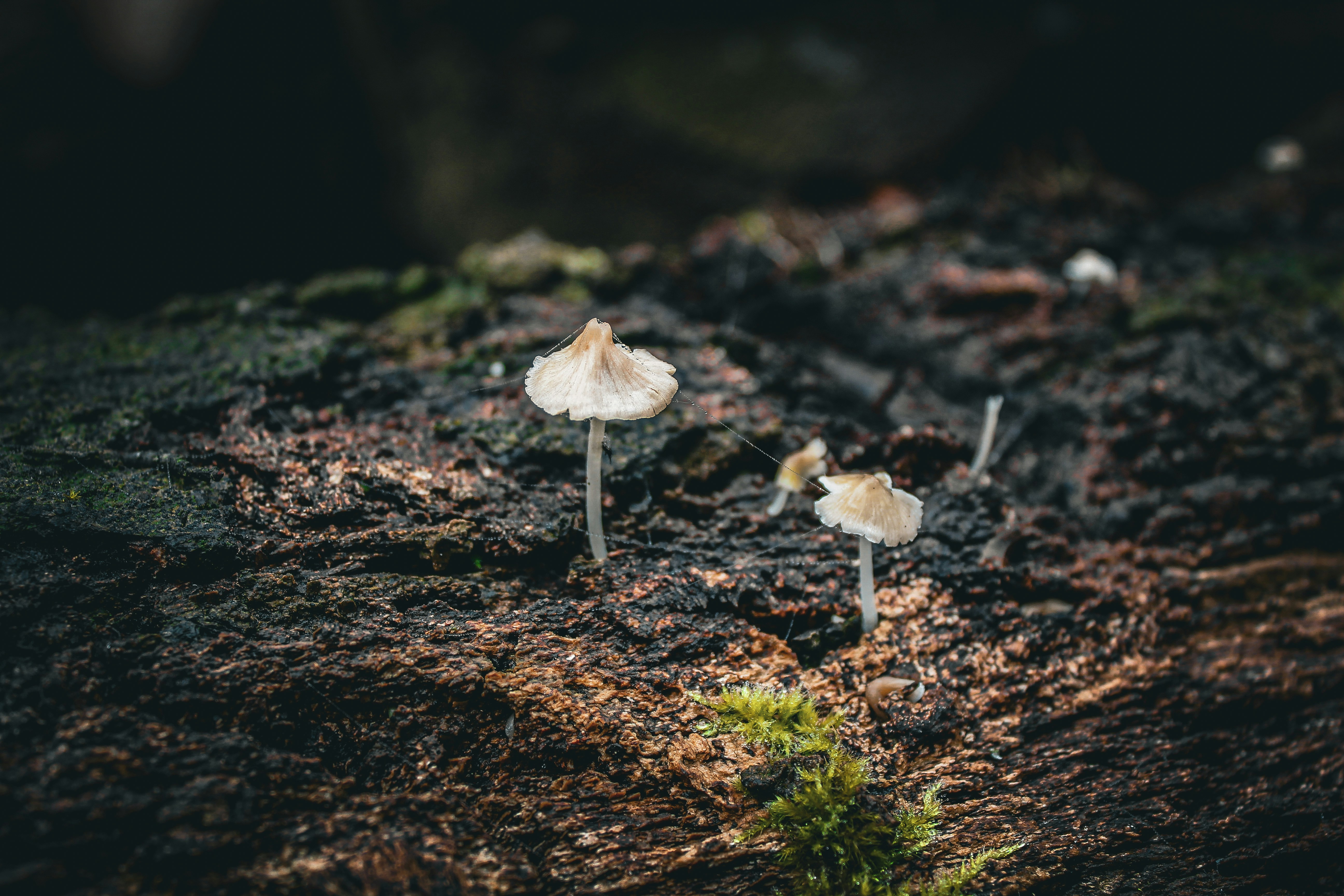 Small mushrooms growing on a mossy log