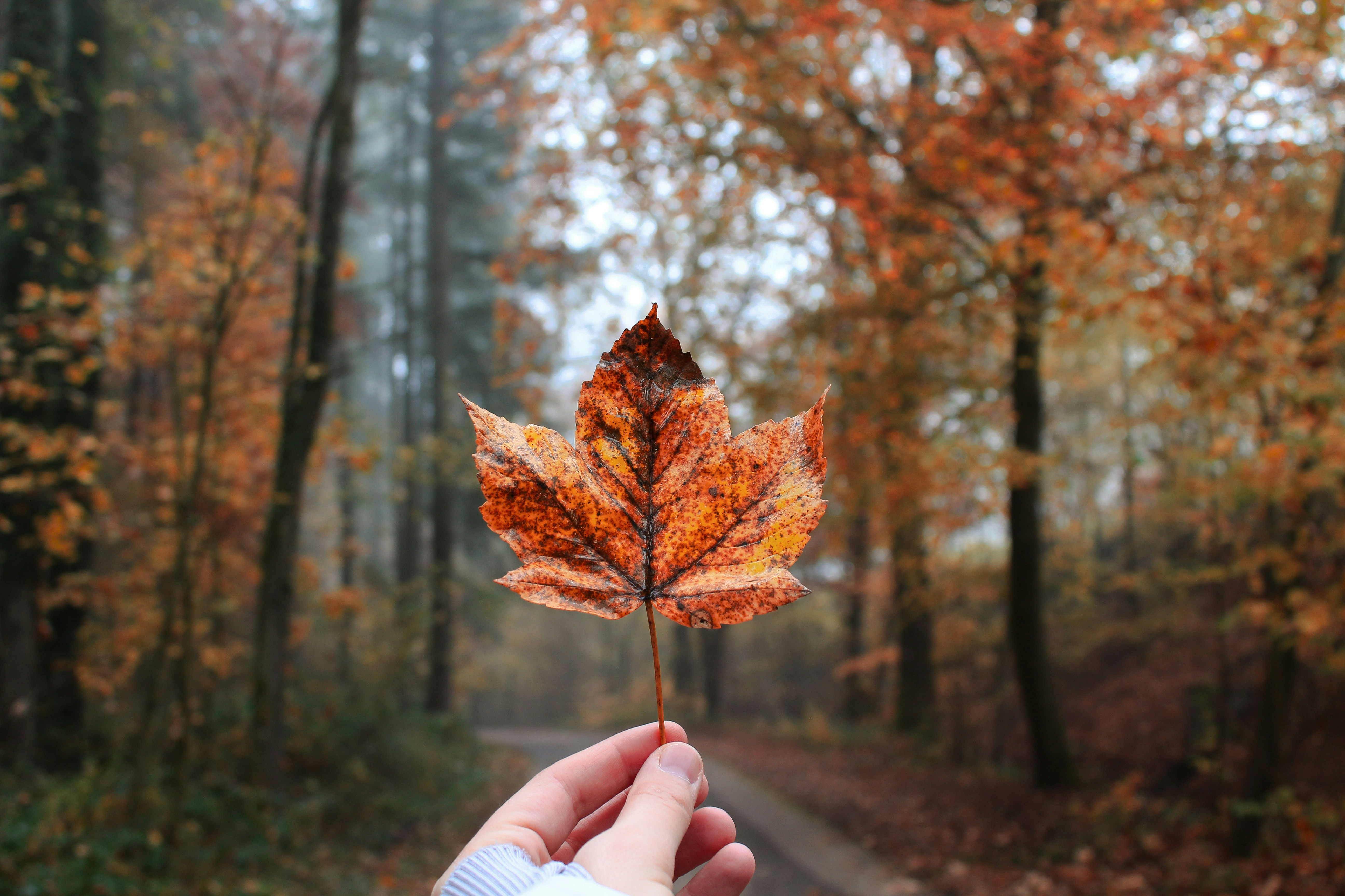 Hand holding an autumn leaf with forest background