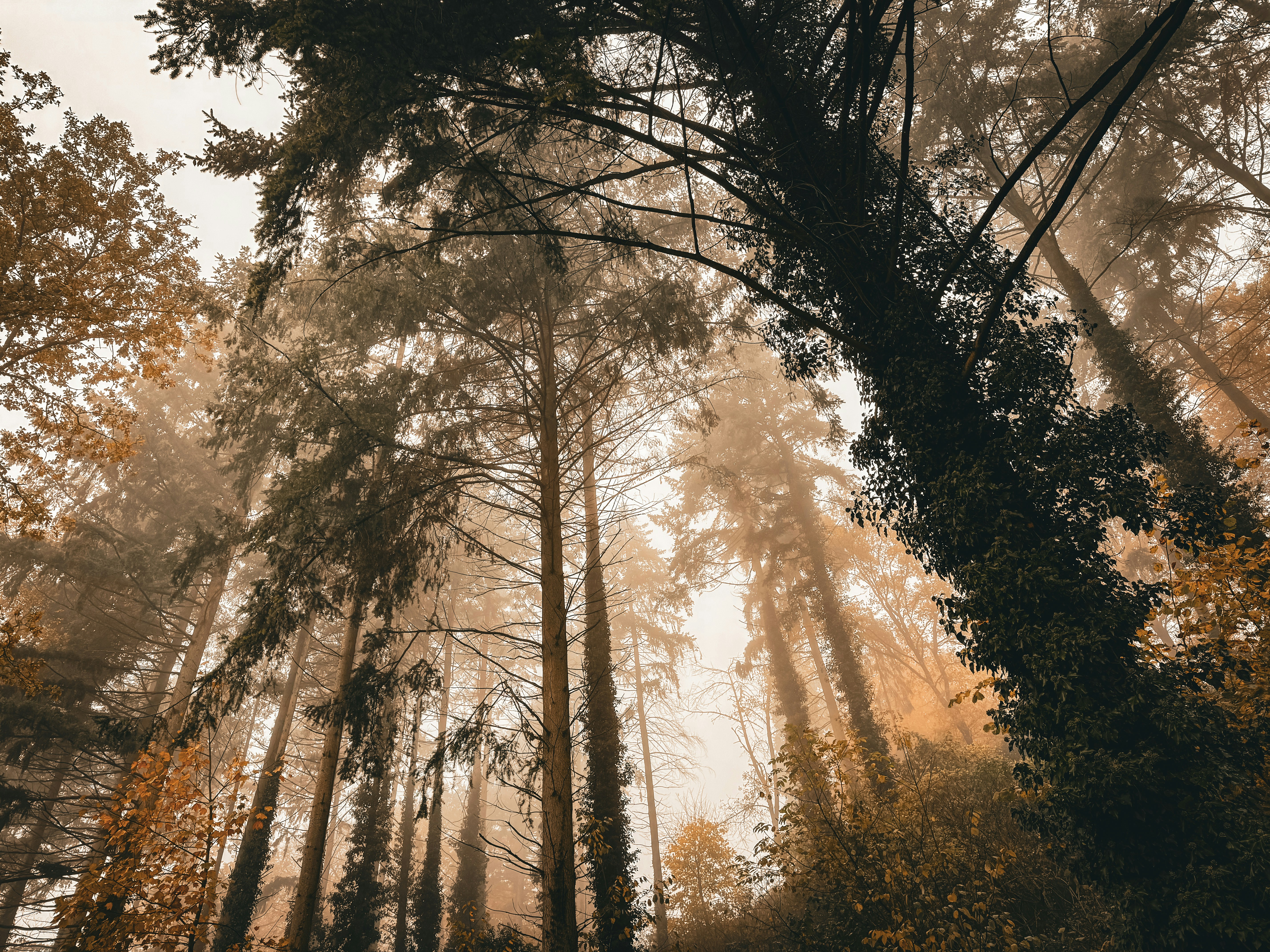 Tall trees reaching towards a misty sky
