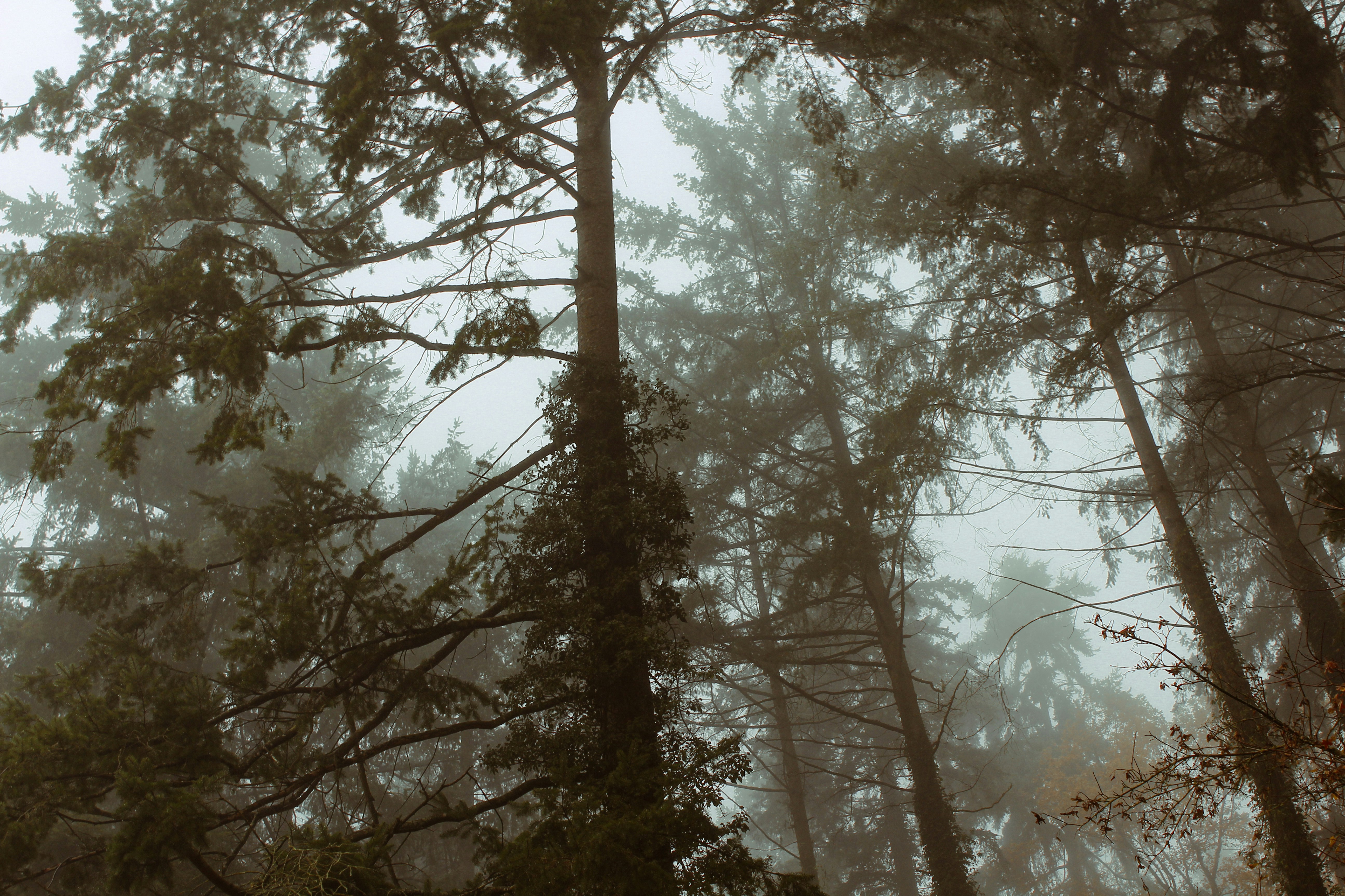 Tall trees shrouded in mist on a cloudy day.