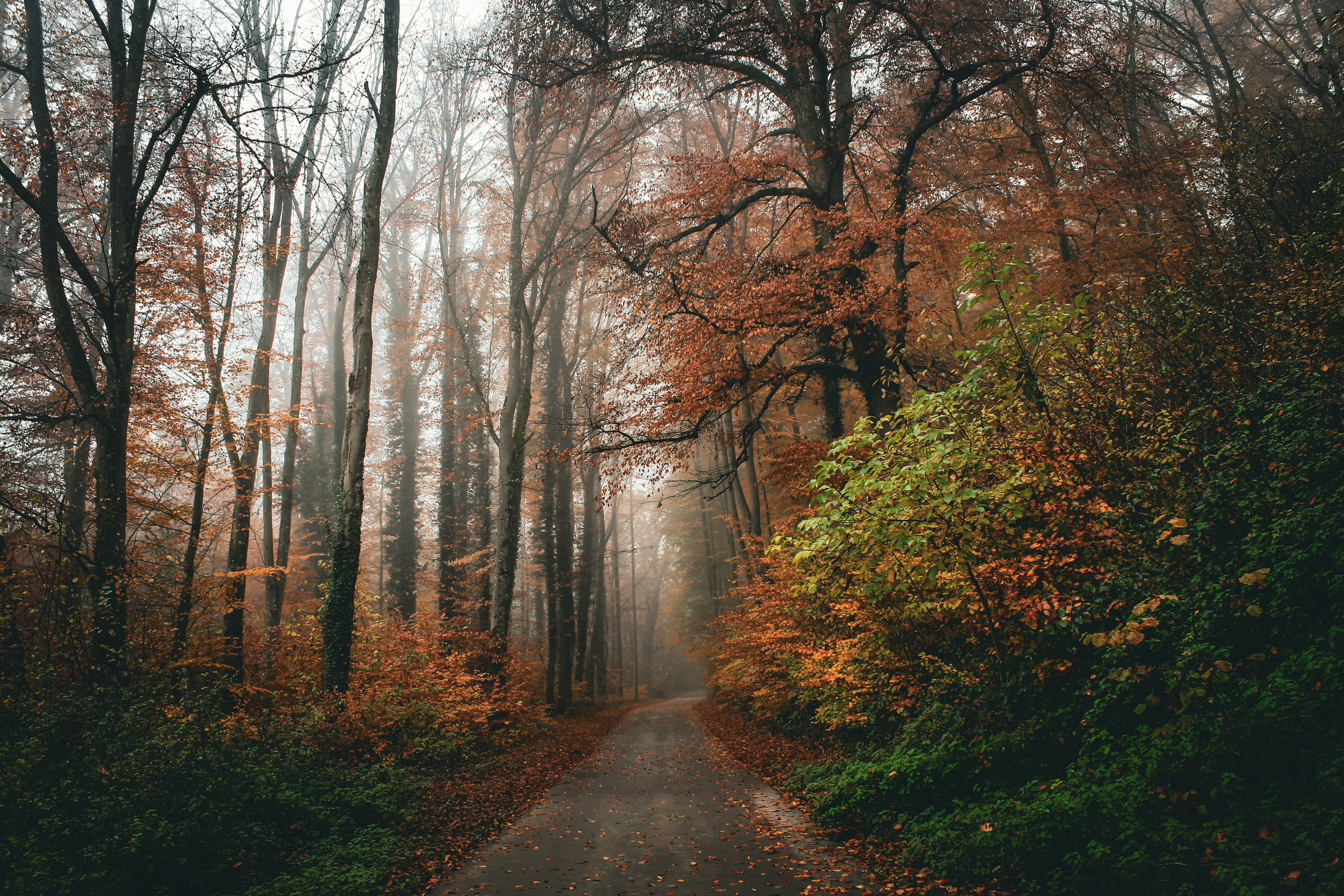 A foggy forest path with autumn leaves.